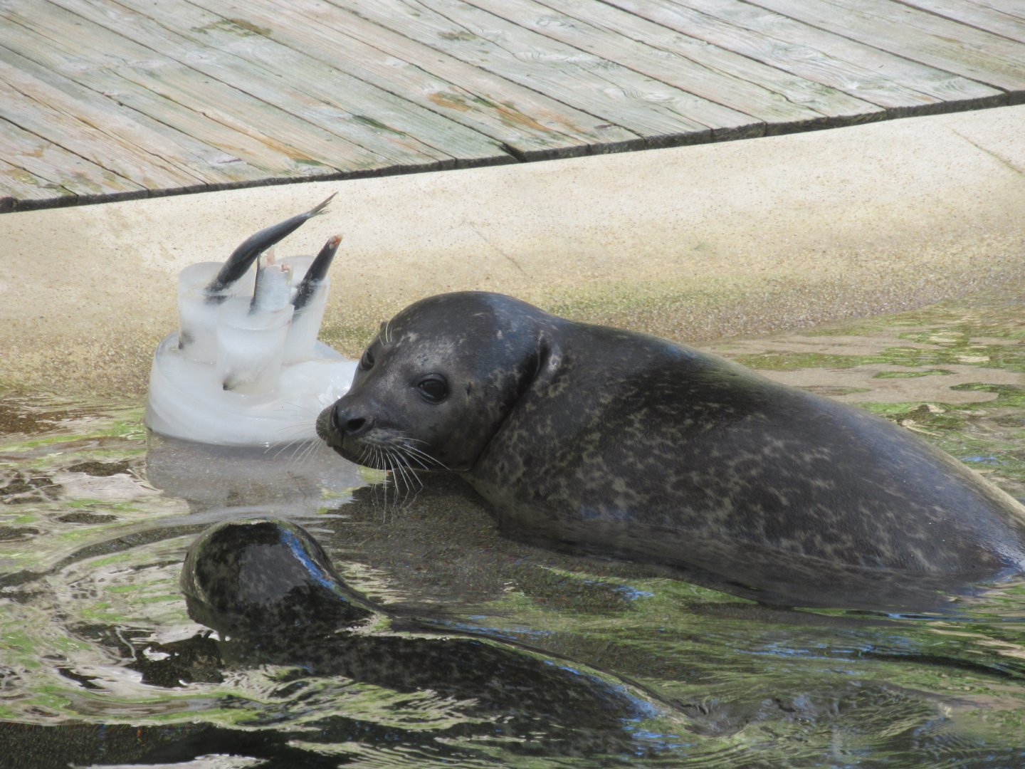 Seal enrichment