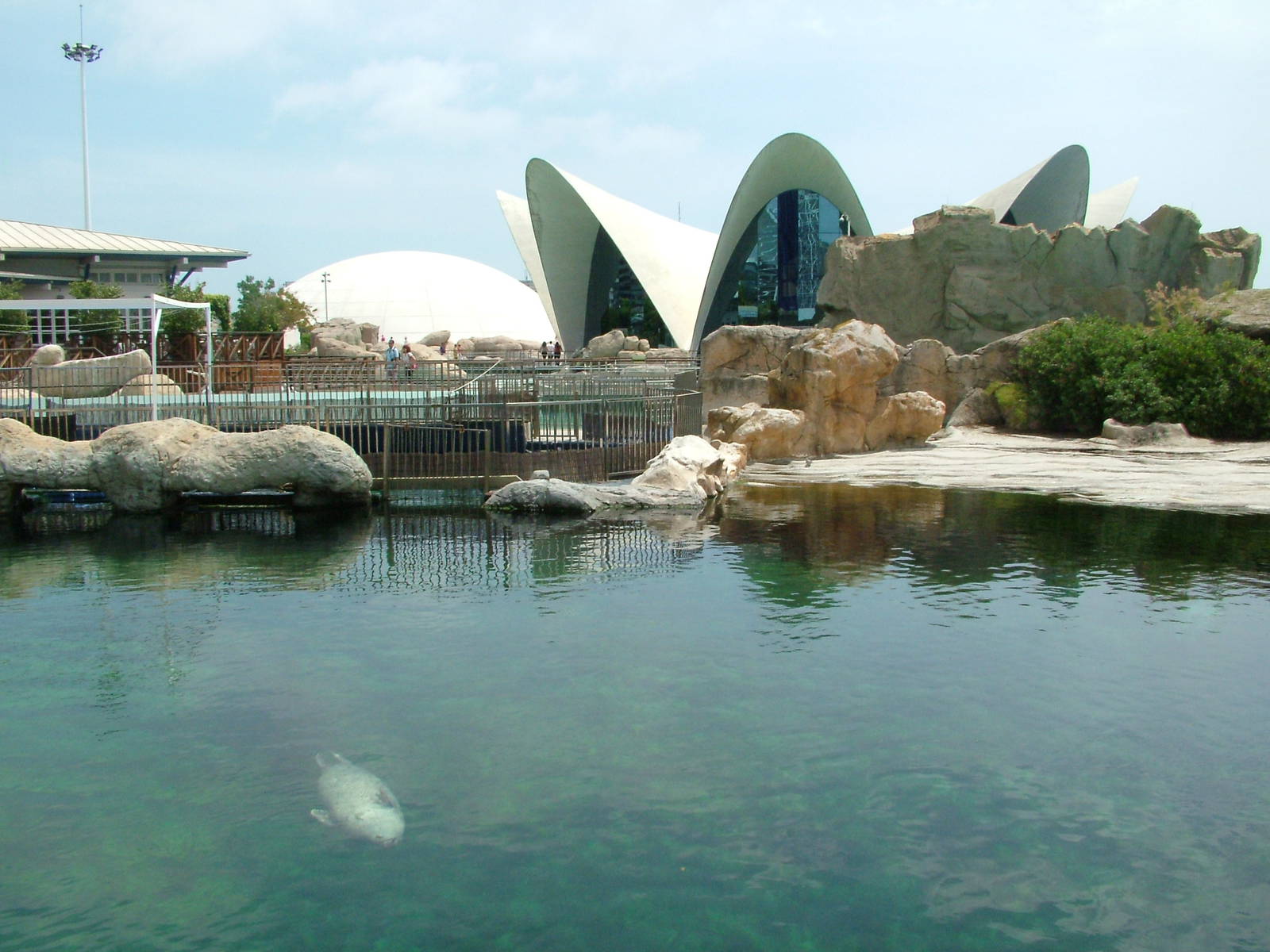 Seal Exhibit at Oceanografic, 29/05/11