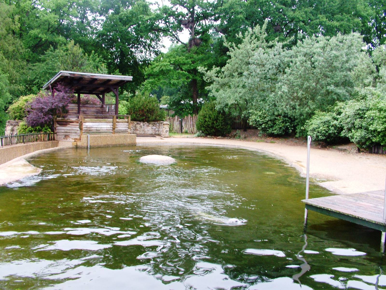 Seal Exhibit at Rheine, 03/06/12