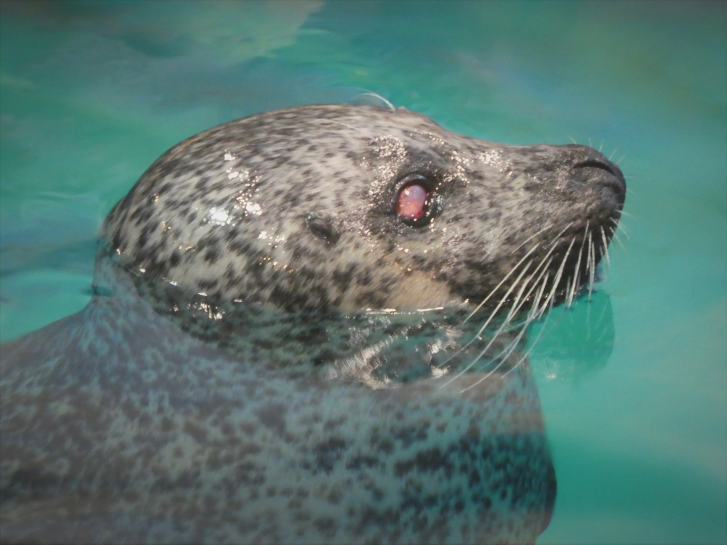 Seal Exhibit - Atlantic Common Seal - Lucy