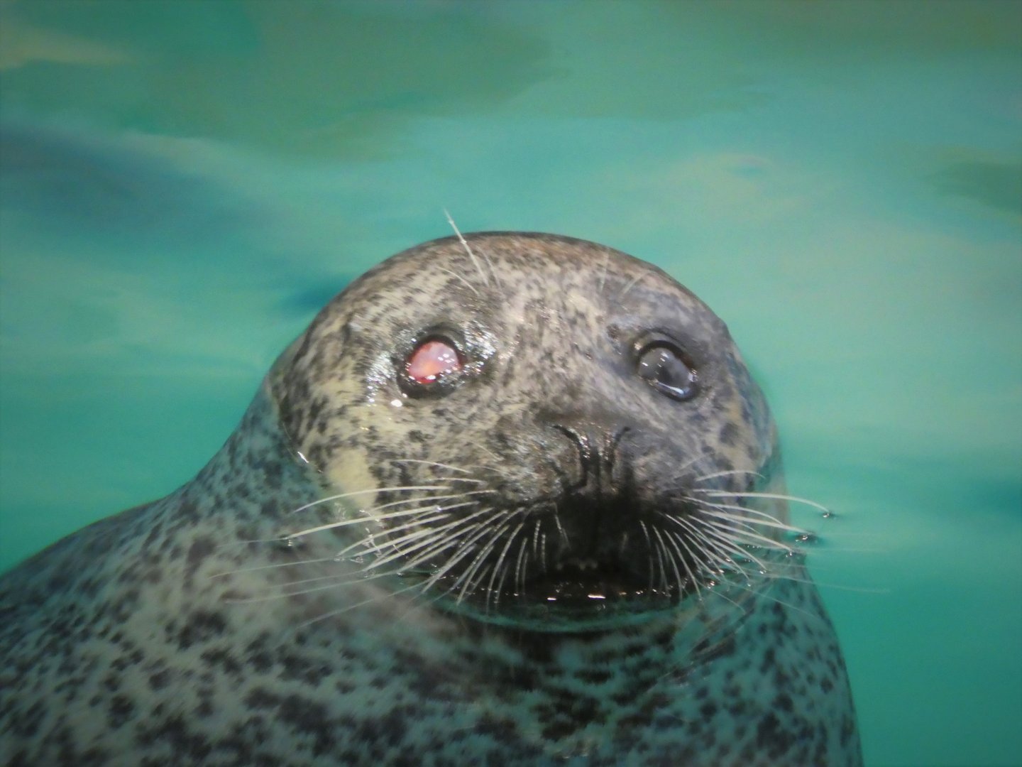 Seal Exhibit - Atlantic Common Seal - Lucy
