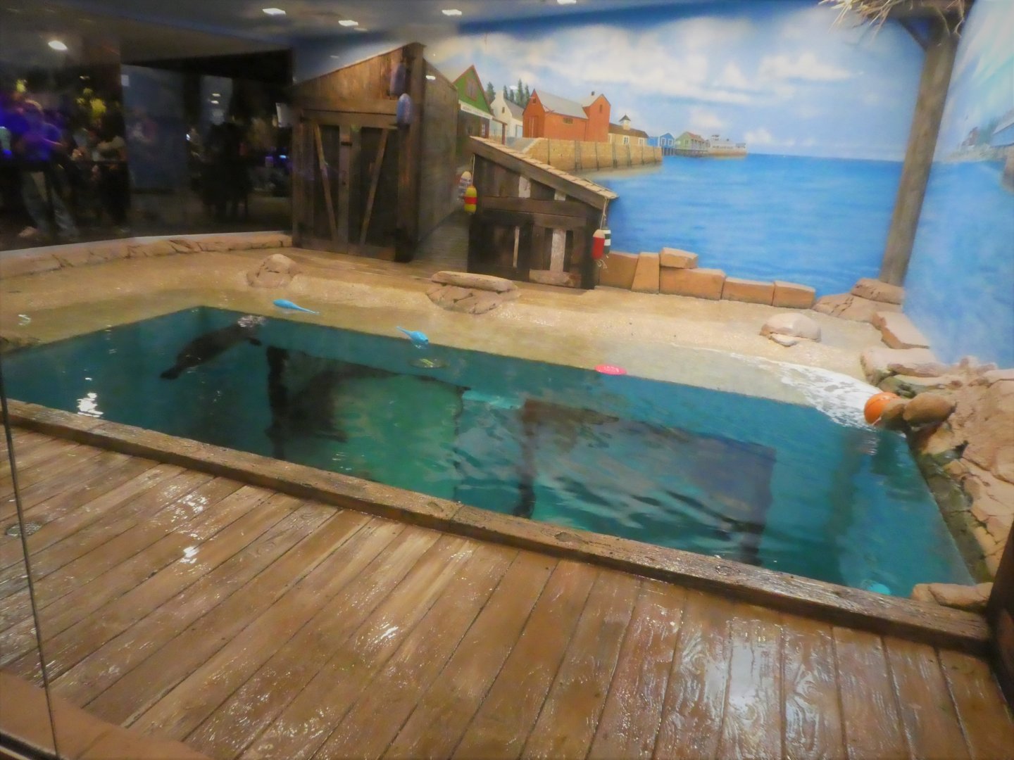 Seal Exhibit - Upper Viewing Area