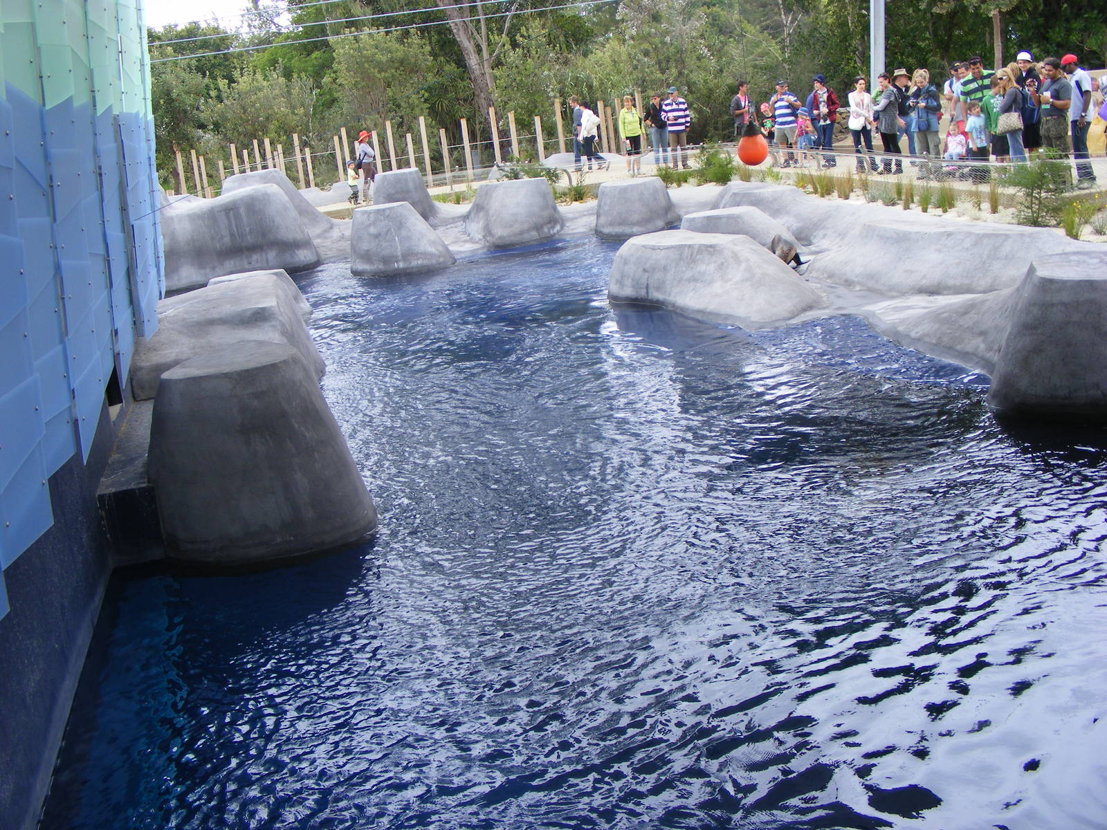 Seal Exhibit, Wild Sea - January, 2010