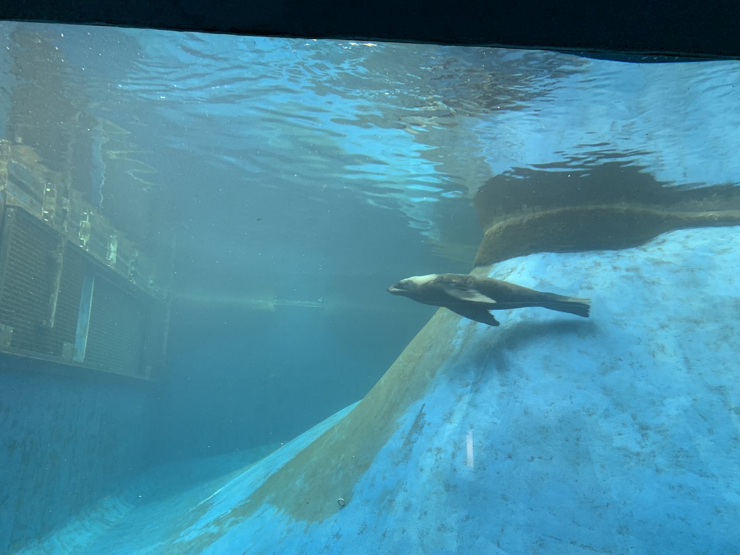 Seal Exhibit