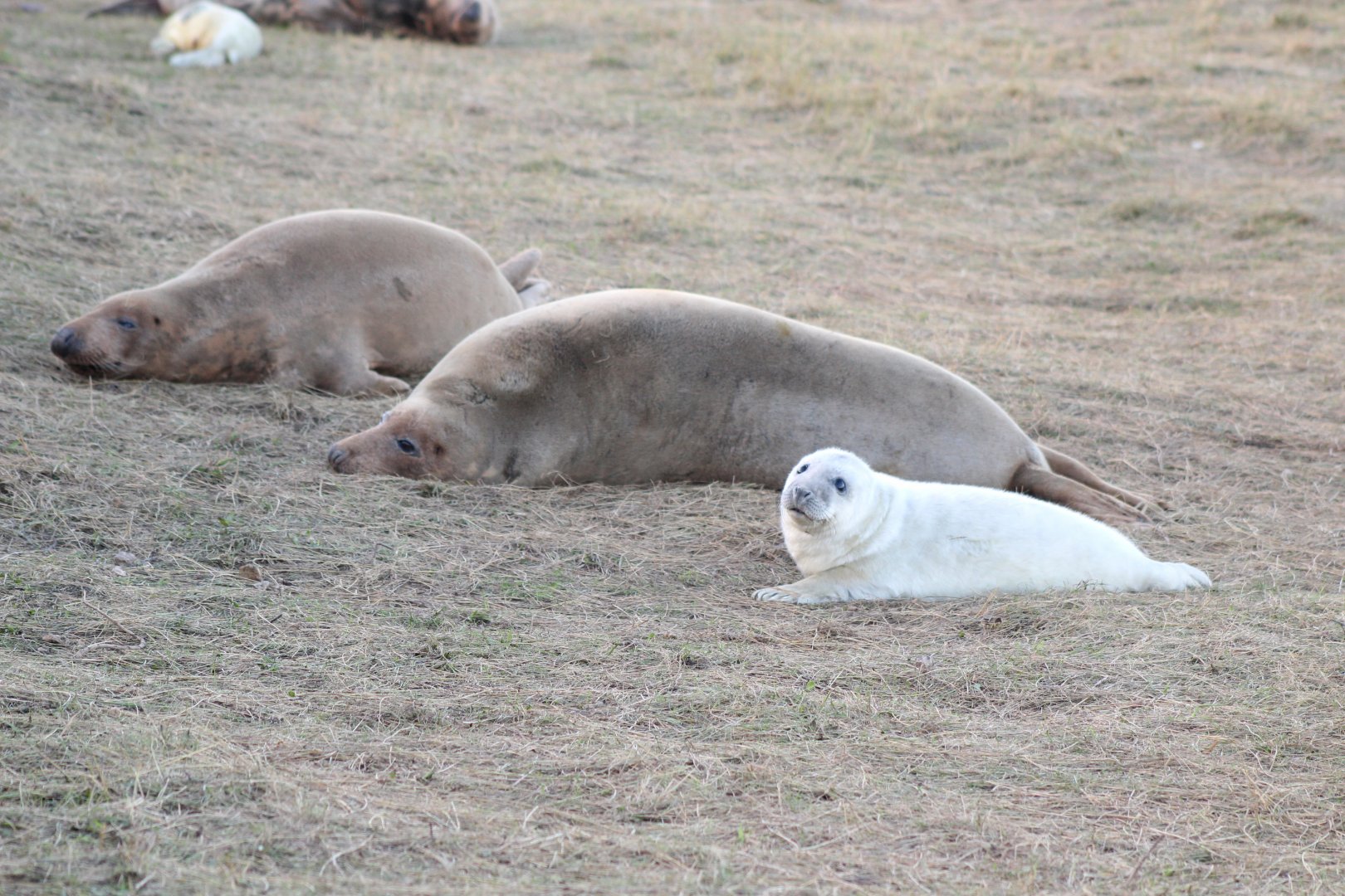 Seal Family