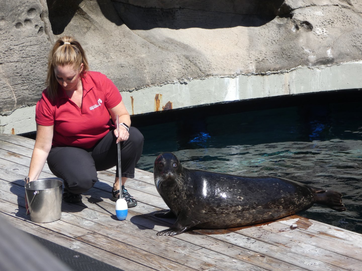 Seal Feeding show (Harbour seal)