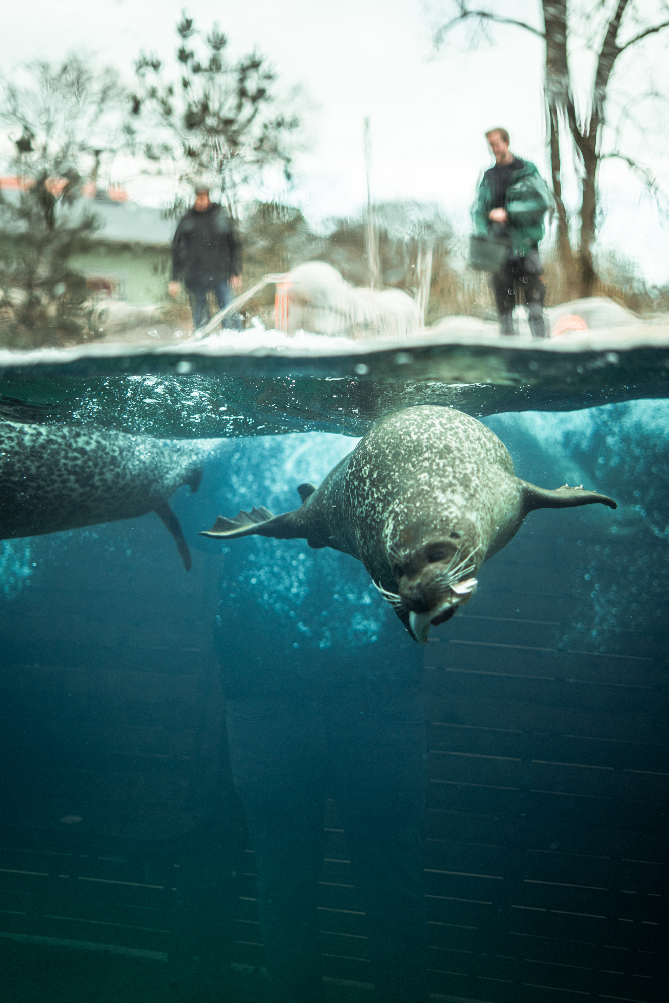 Seal feeding