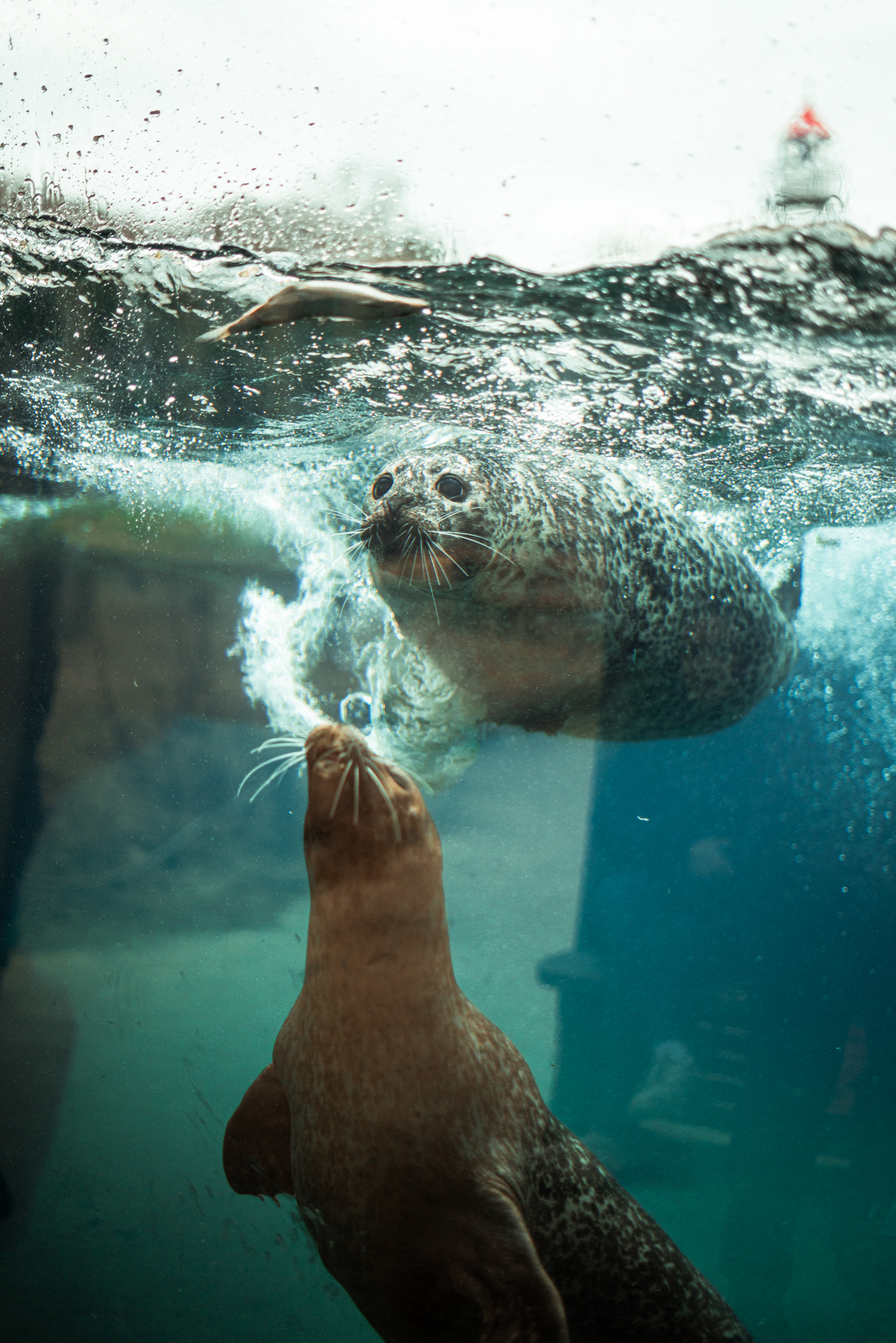 Seal feeding