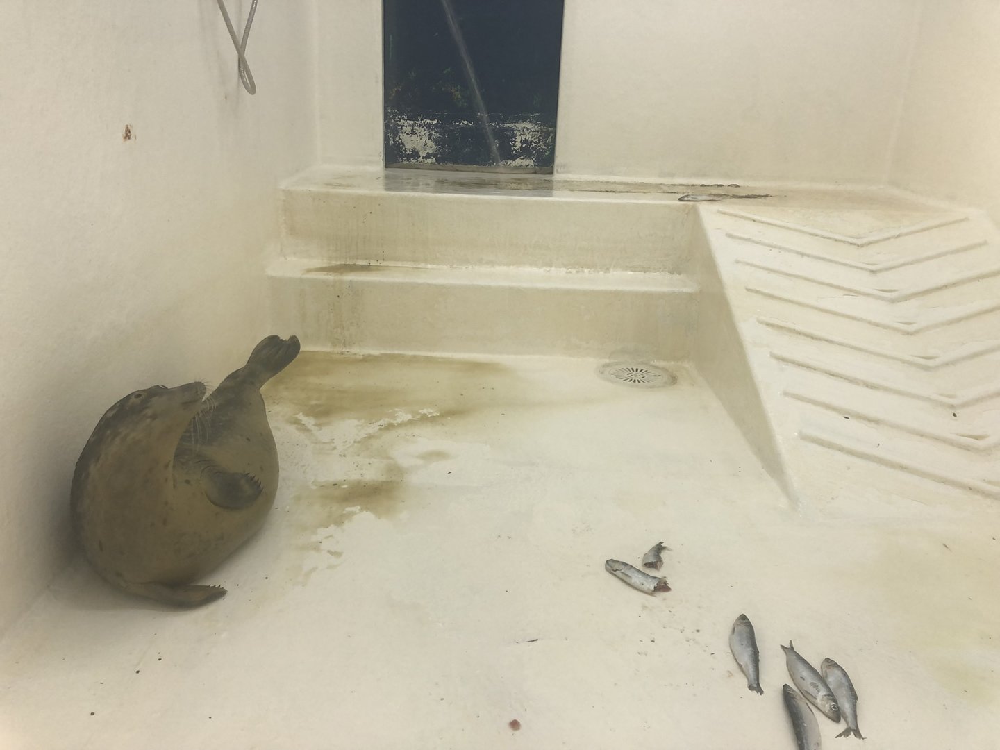 Seal Hospital Enclosure at SEA LIFE Scarborough (September 2022)