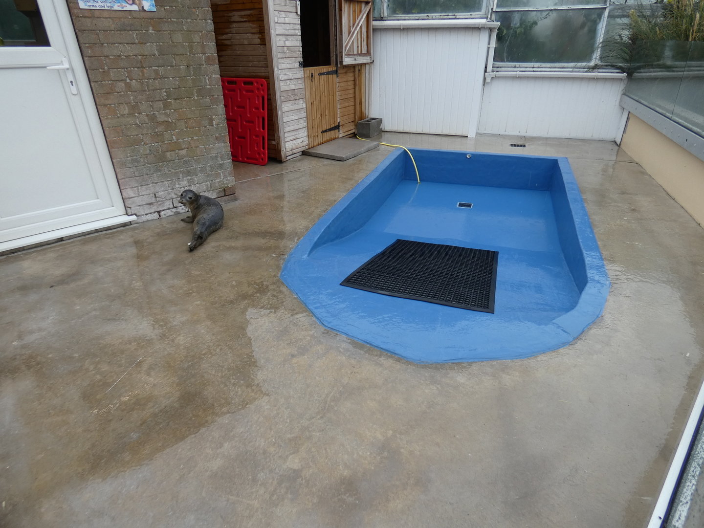 Seal hospital outdoor pool