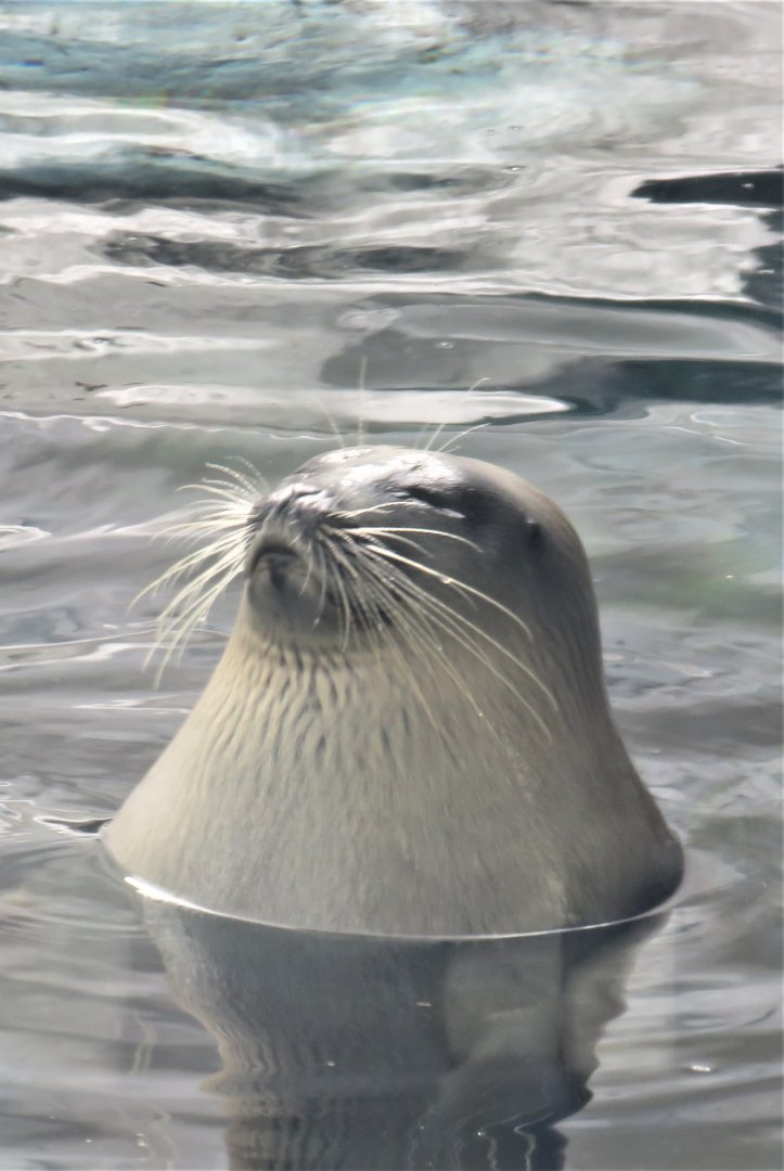 Seal ID?