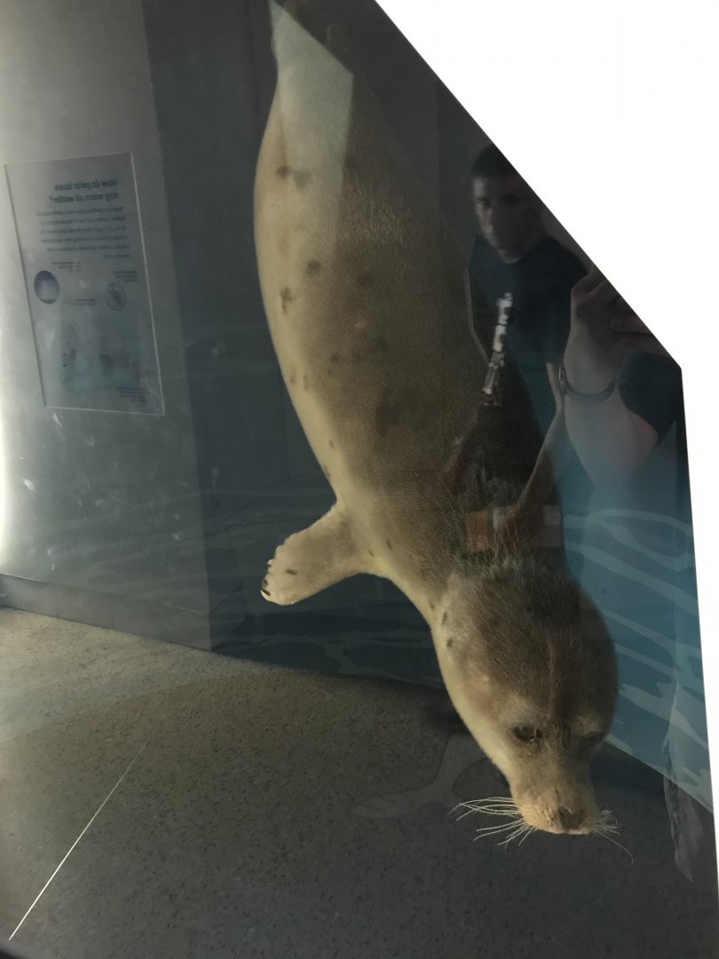 Seal ID?