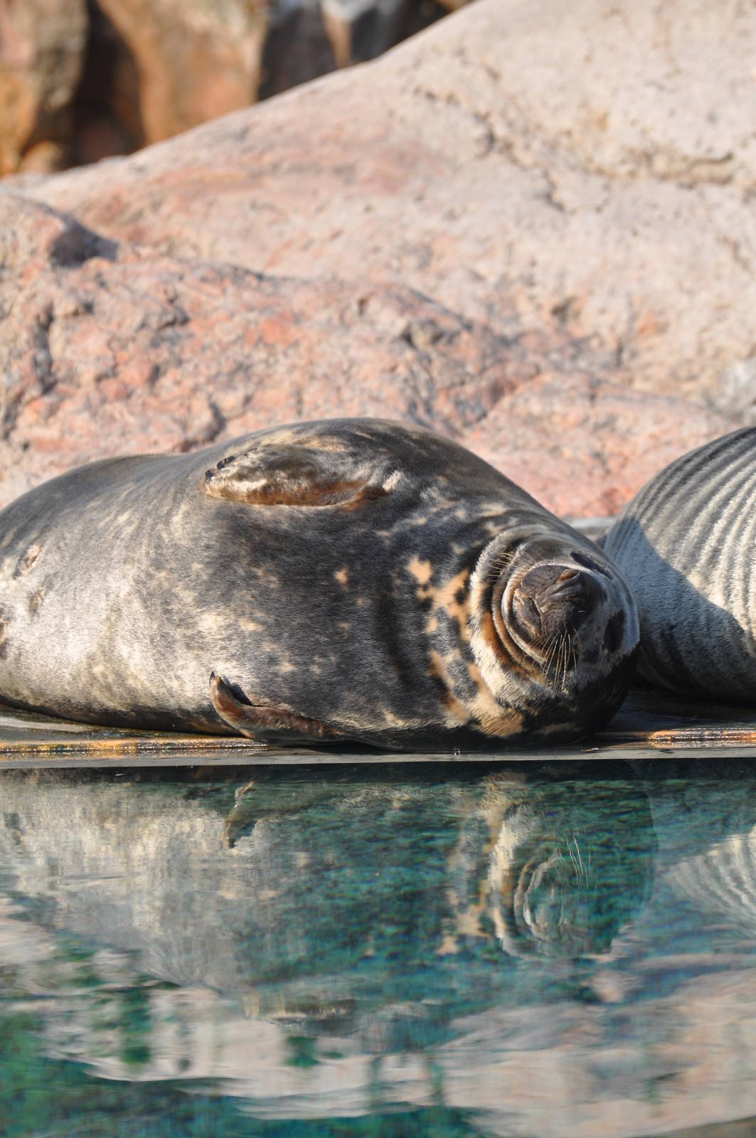 Seal in evening sun