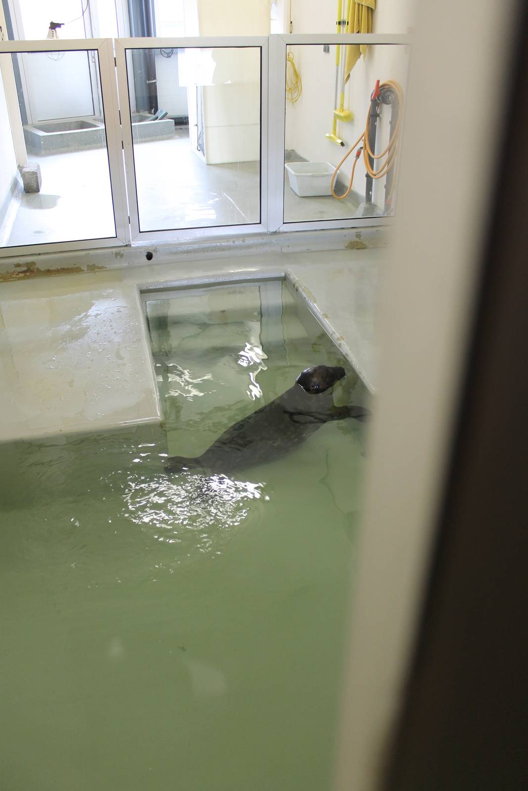 Seal in the hospital