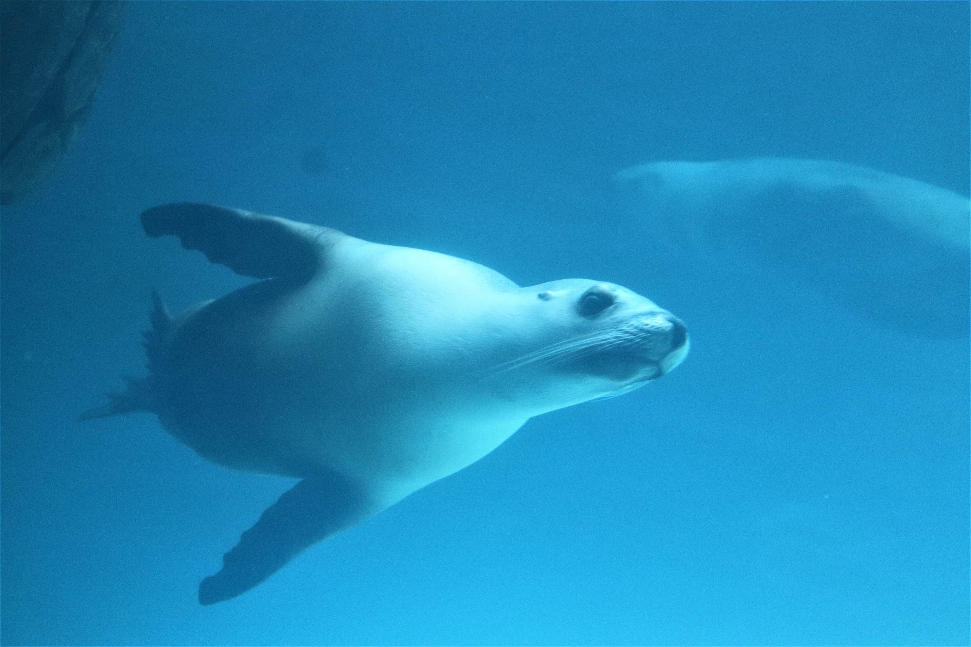 Seal Island- Underwater Viewing