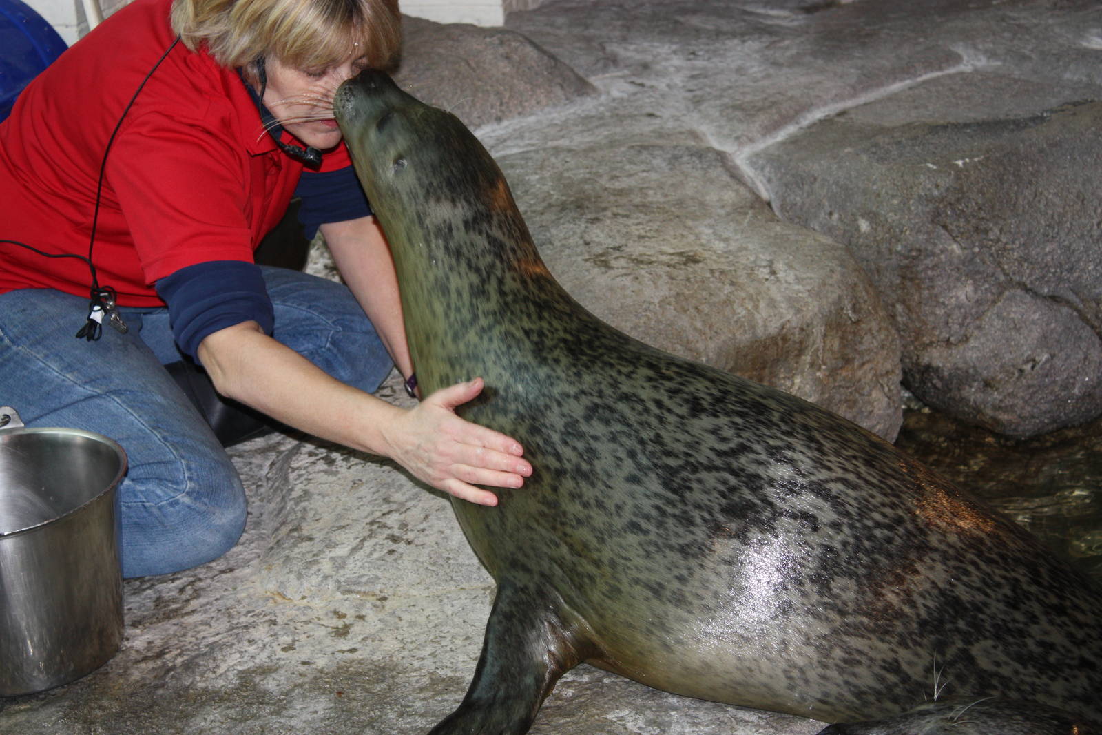 Seal Kisses Trainer