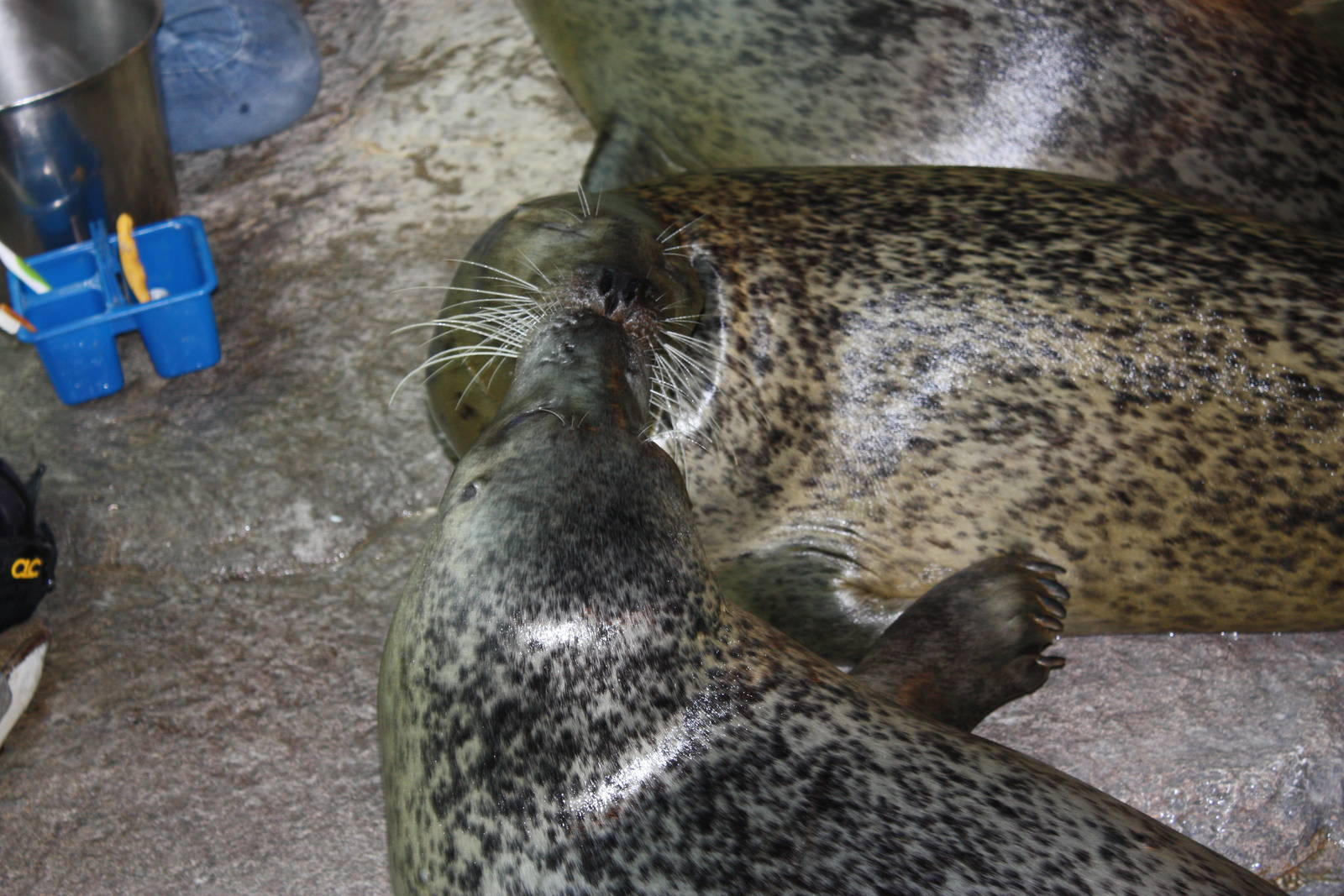 Seal Kisses