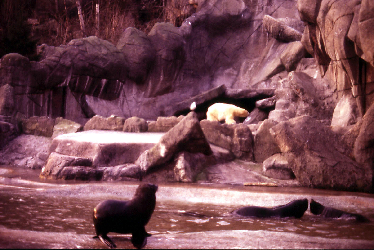 Seal pool and Polar Bear - 1984