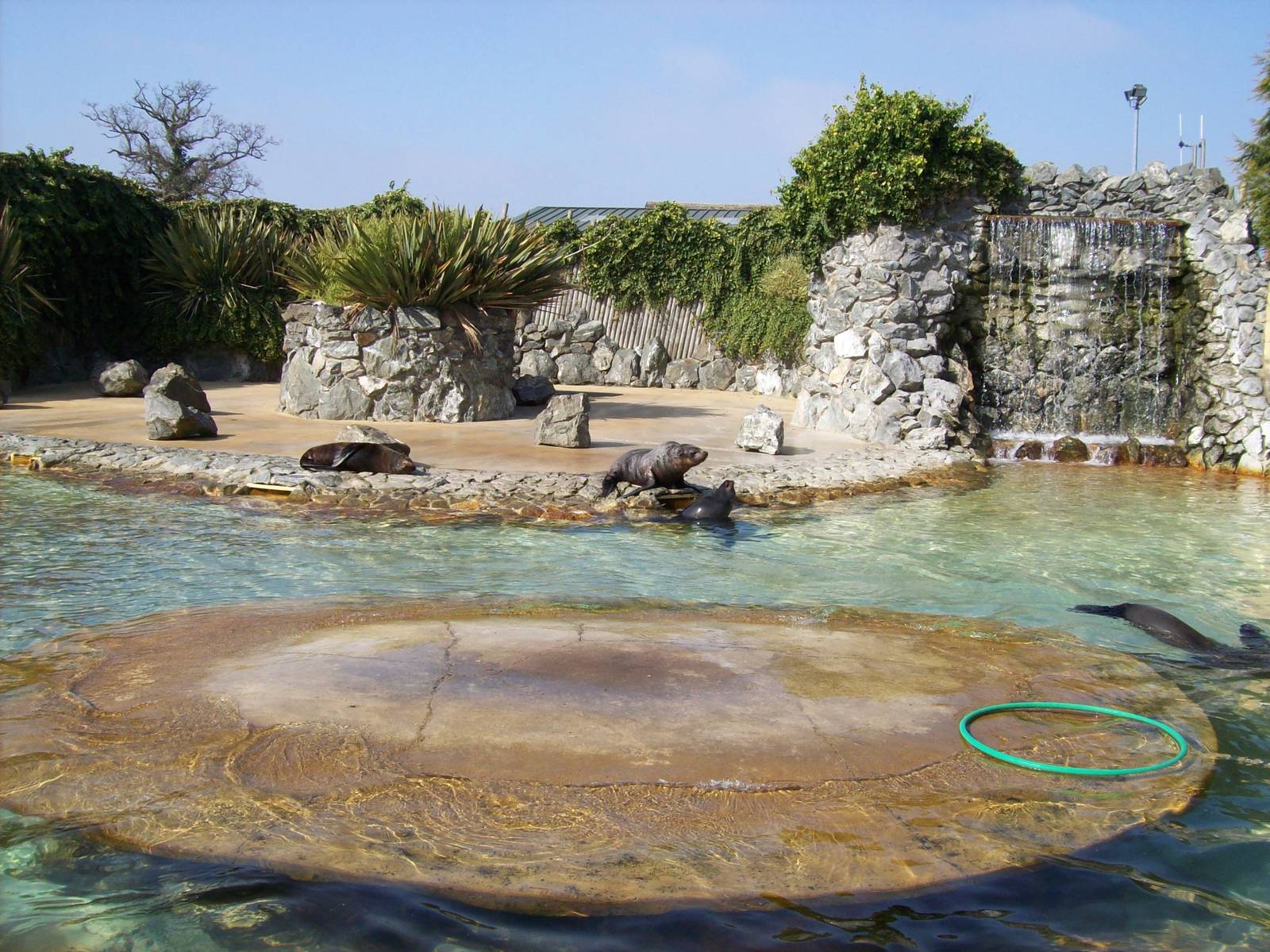 Seal pool at Banham 2 April 09