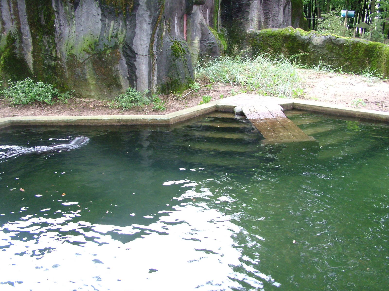 Seal Pool at Burgers Zoo Arnhem, 29/08/10