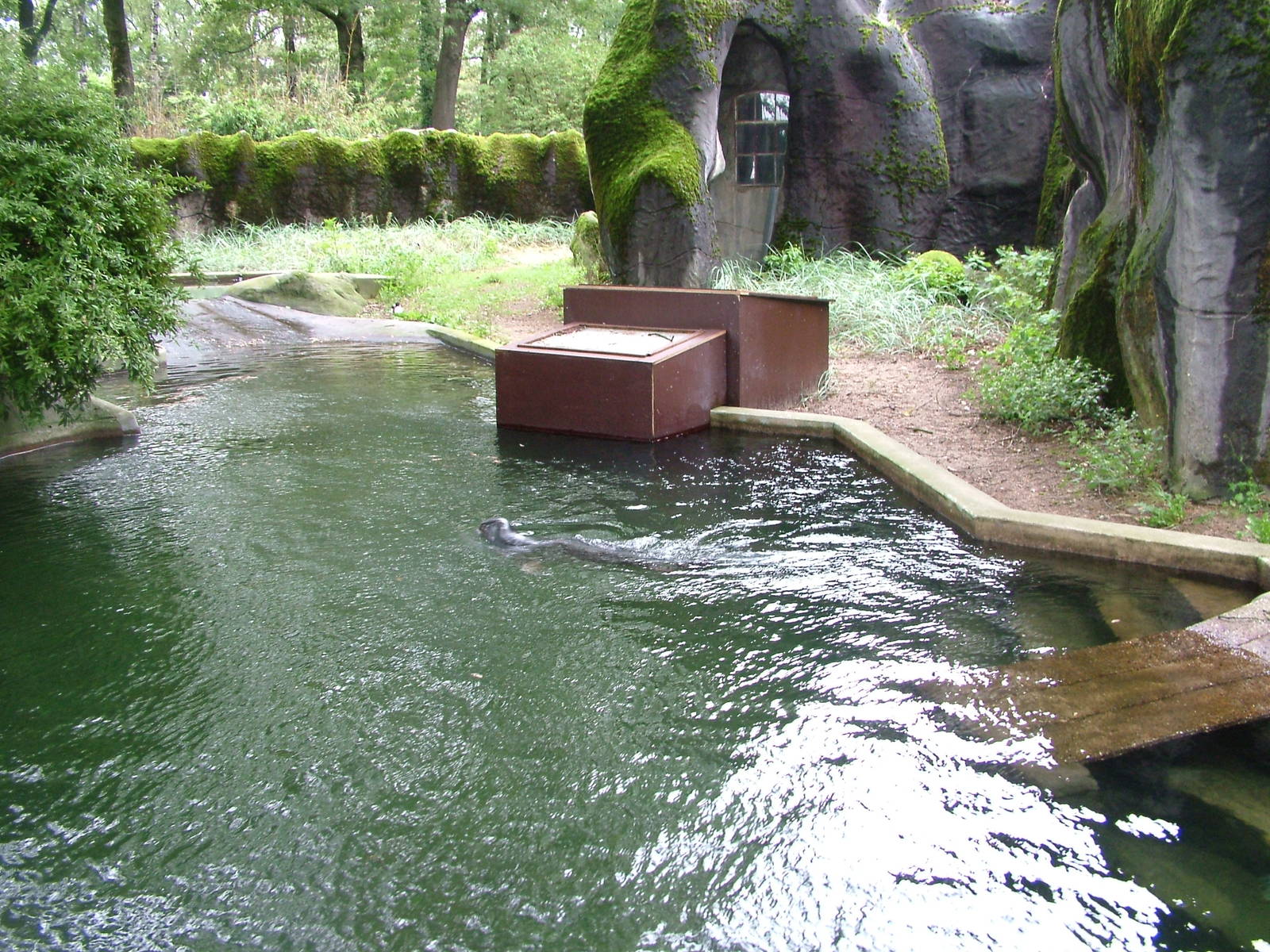 Seal Pool at Burgers Zoo Arnhem, 29/08/10