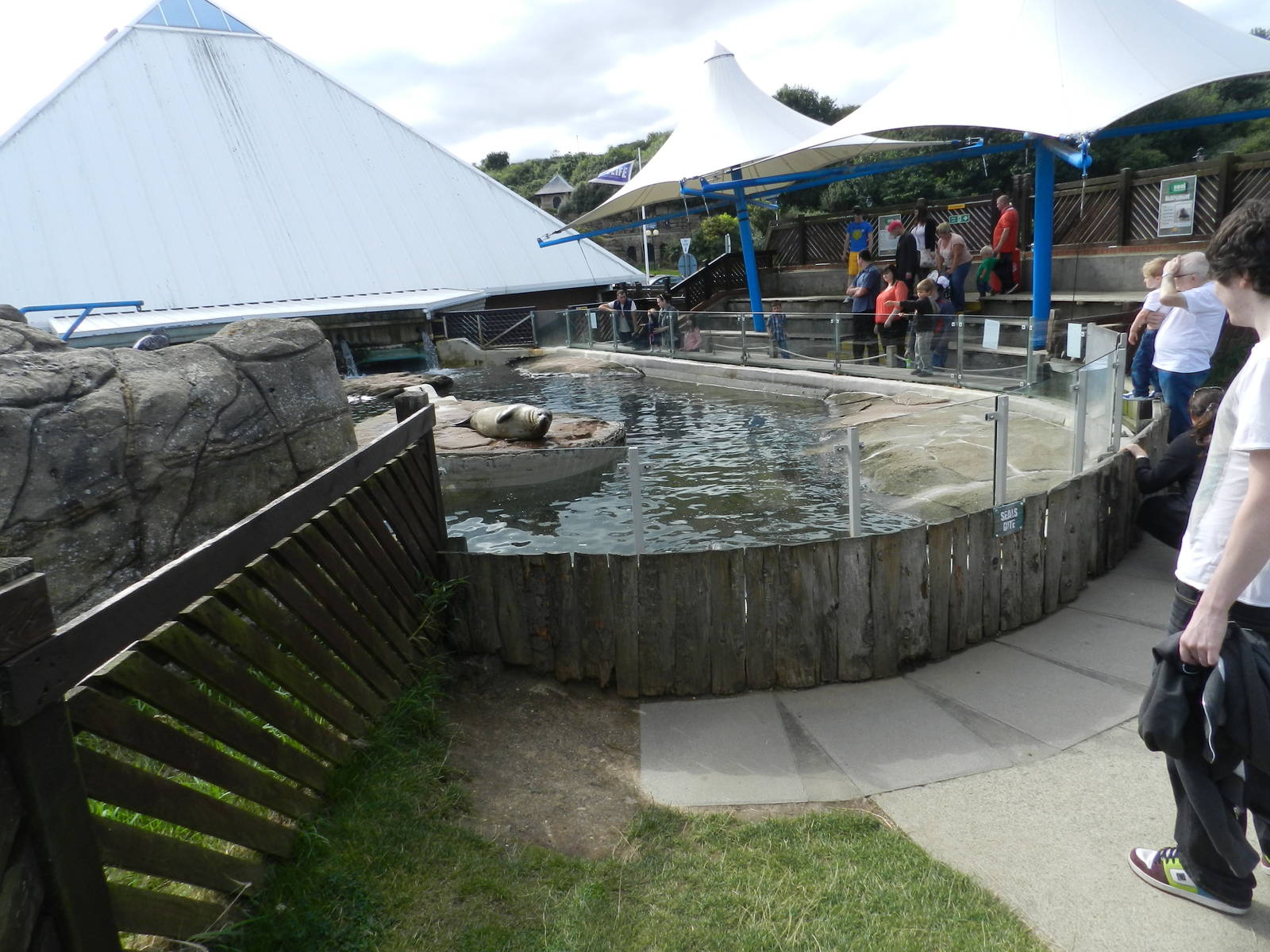 Seal Pool at SEA LIFE Scarborough - 26/08/2012