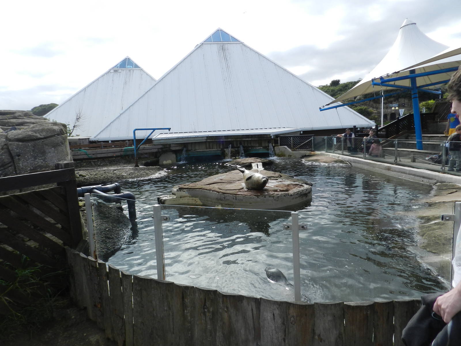 Seal Pool at SEA LIFE Scarborough - 26/08/2012