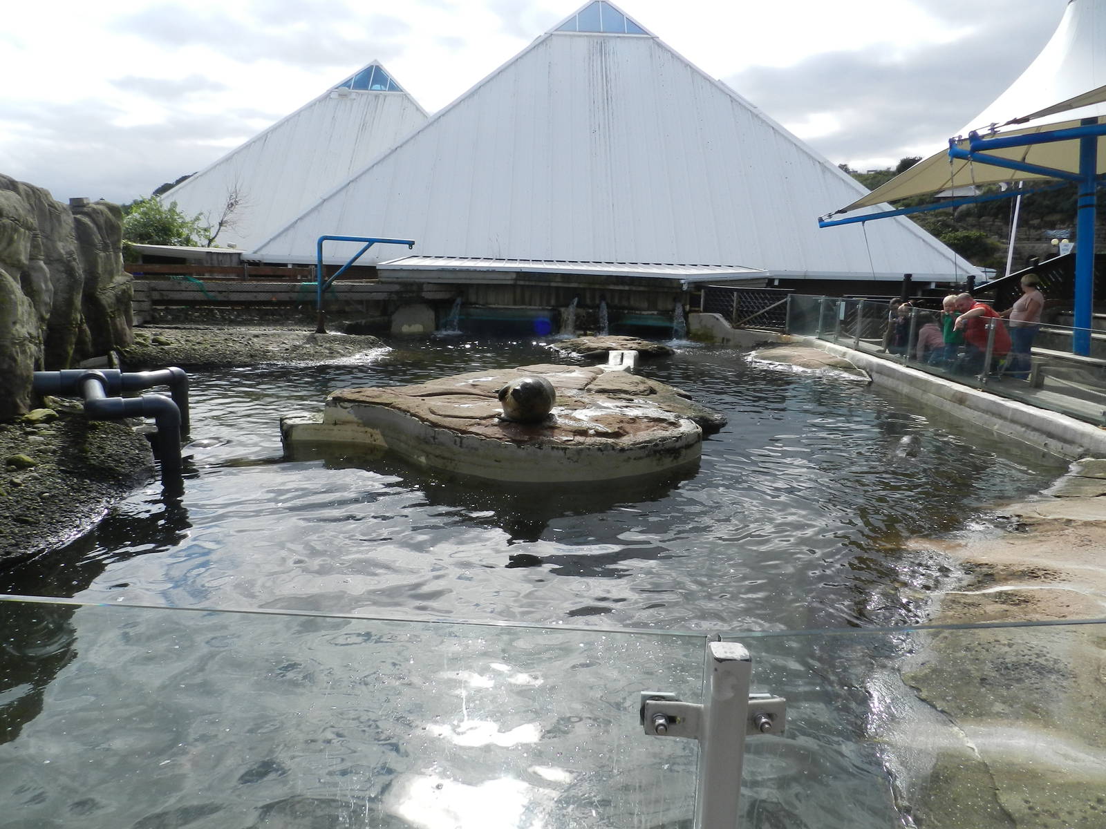 Seal Pool at SEA LIFE Scarborough - 26/08/2012