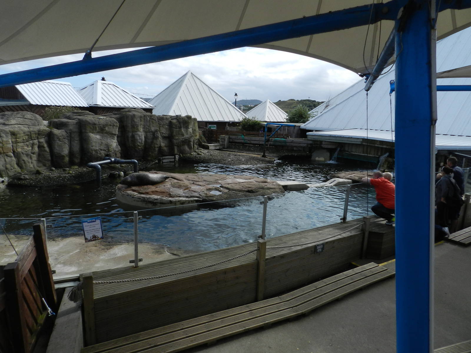 Seal Pool at SEA LIFE Scarborough - 26/08/2012
