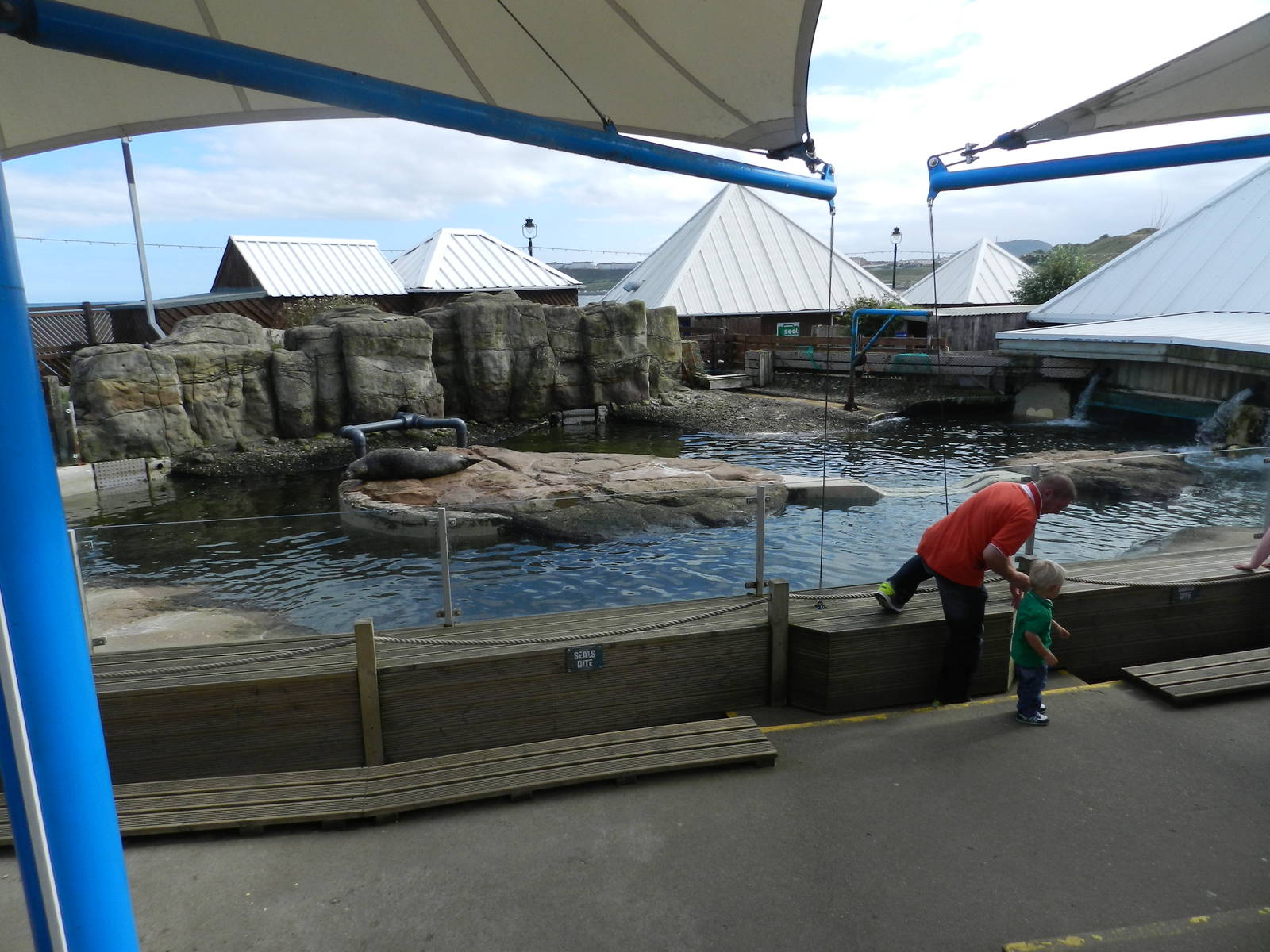 Seal Pool at SEA LIFE Scarborough - 26/08/2012
