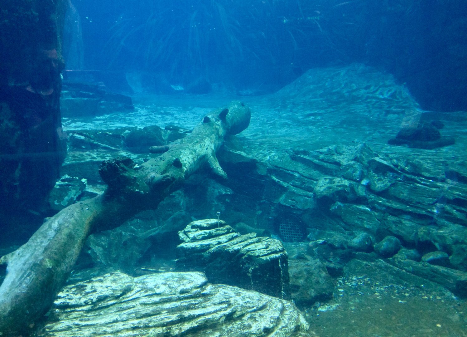 Seal Pool Underwater (The Coast) - New Zealand Precinct