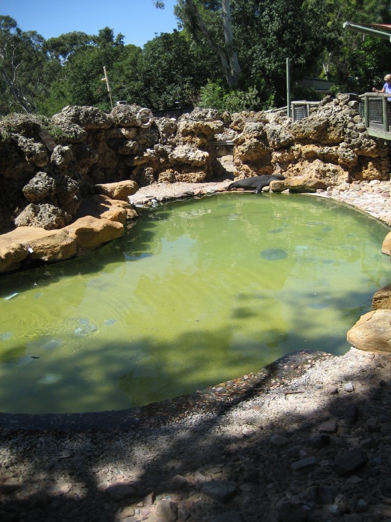 Seal Pool