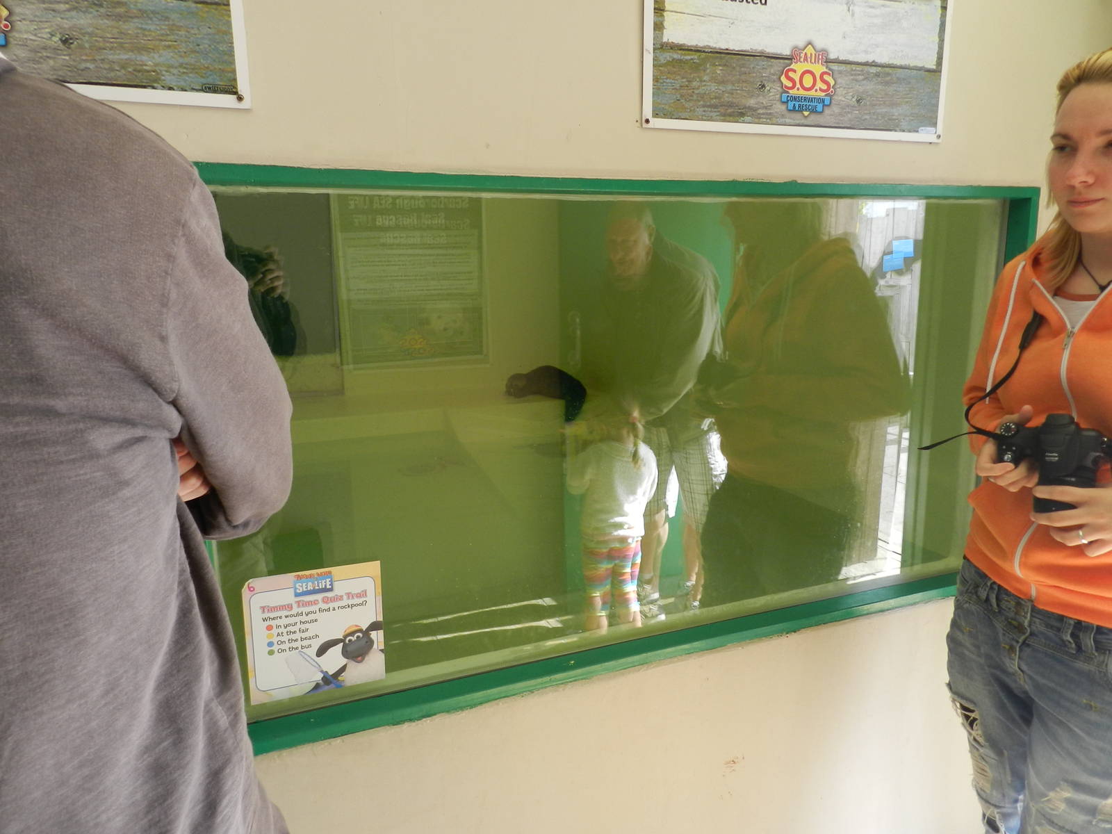 Seal Pup at SEA LIFE Scarborough - 26/08/2012