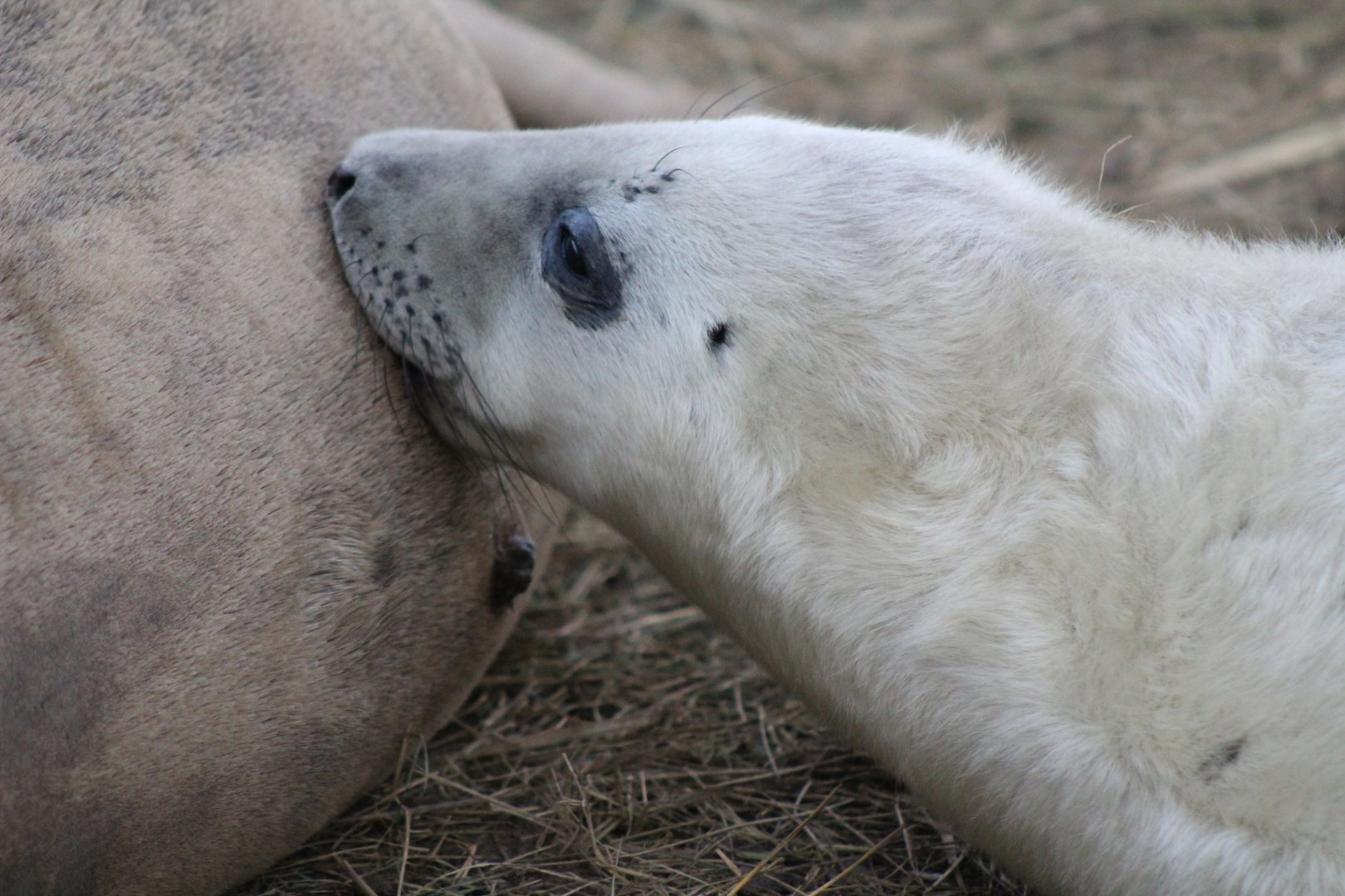 Seal Pup feeding off mother