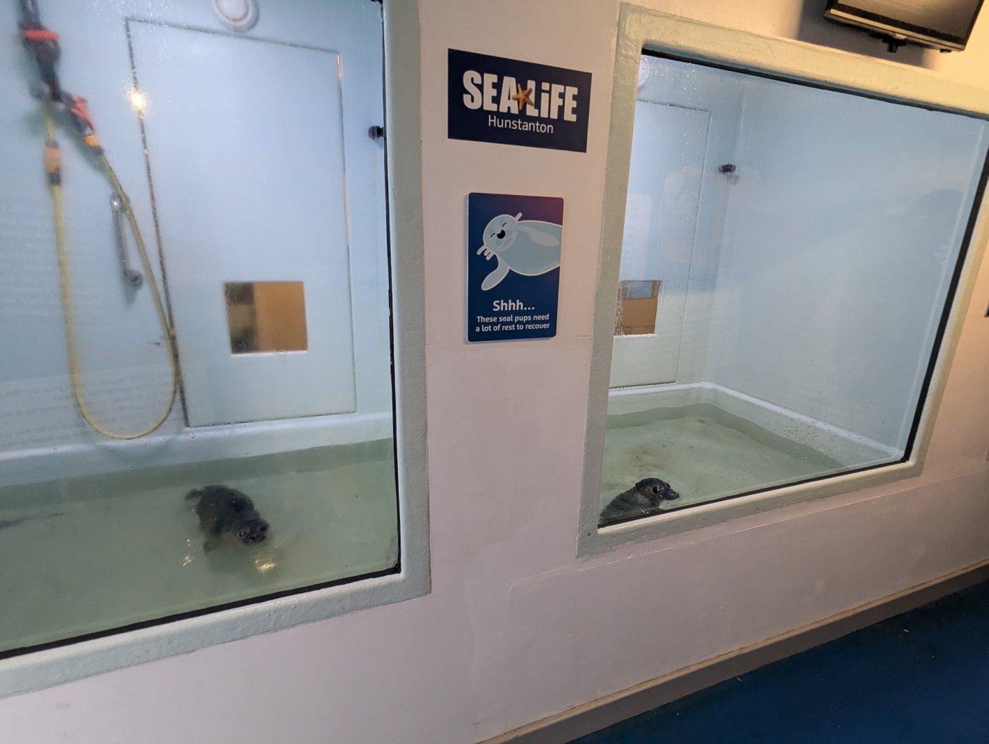 Seal Pup Rescue Enclosures