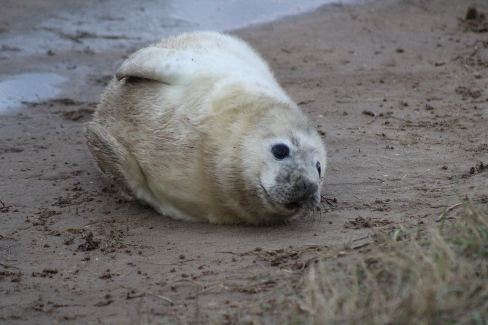 Seal Pup