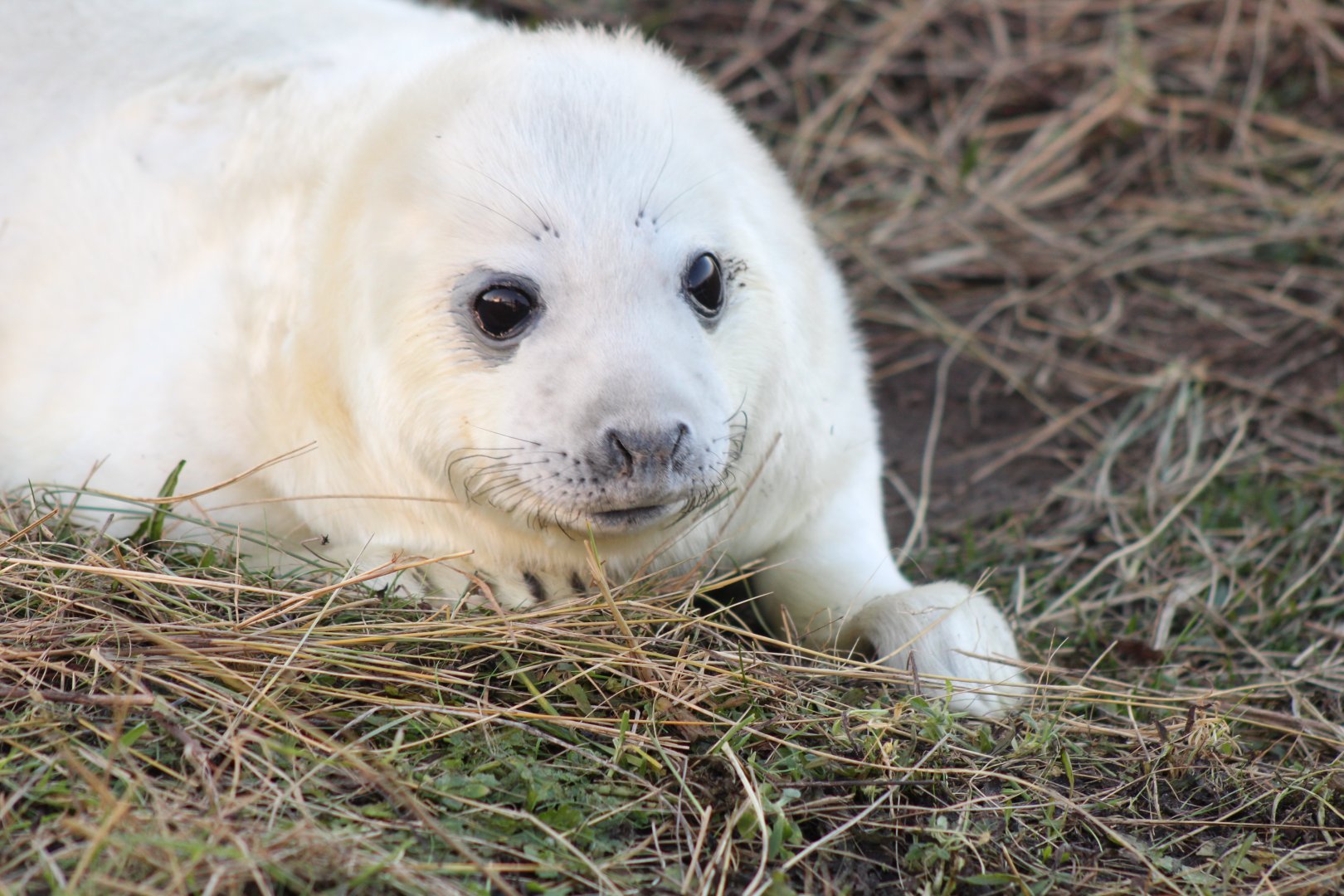 Seal Pup
