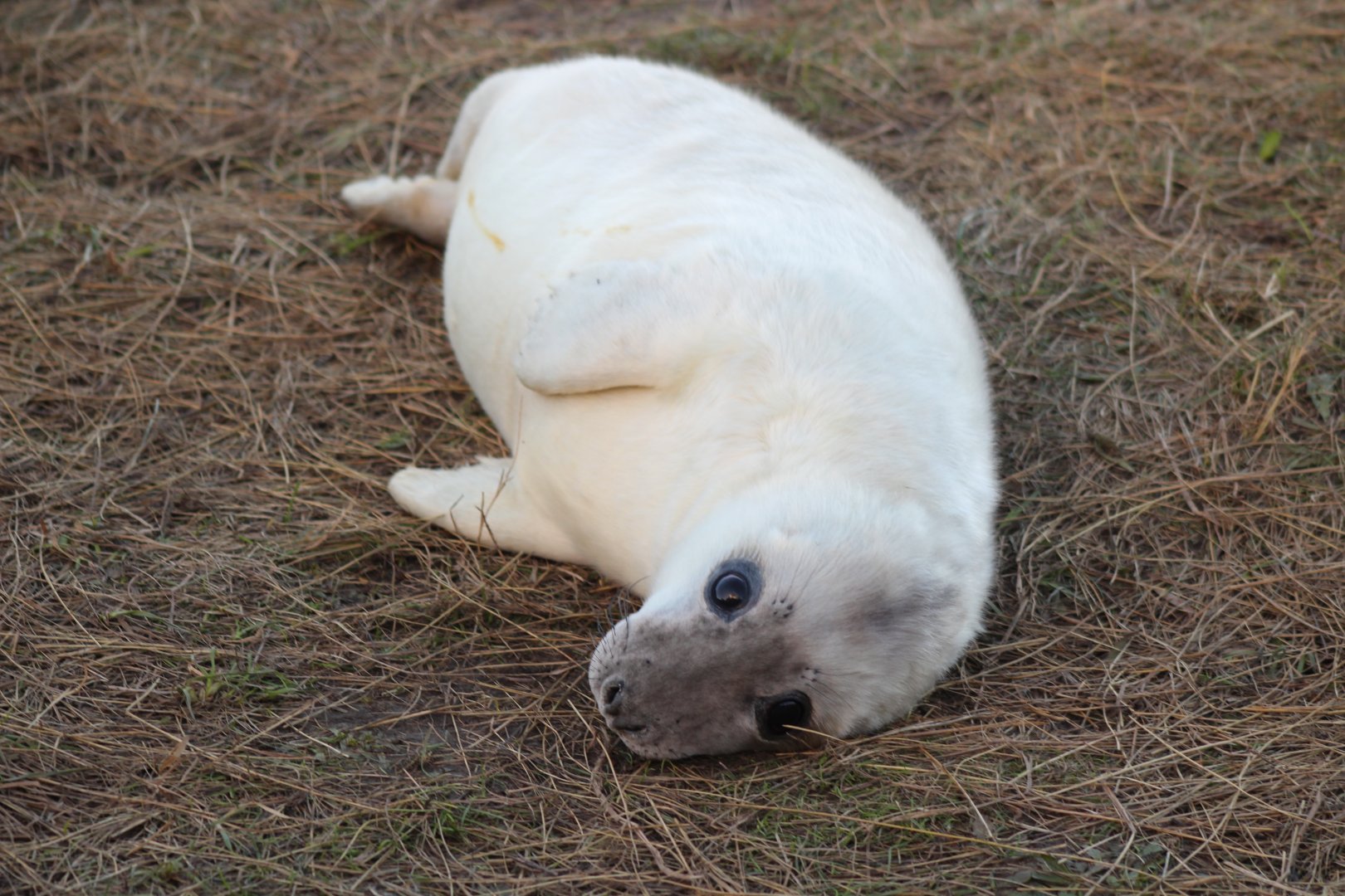 Seal Pup