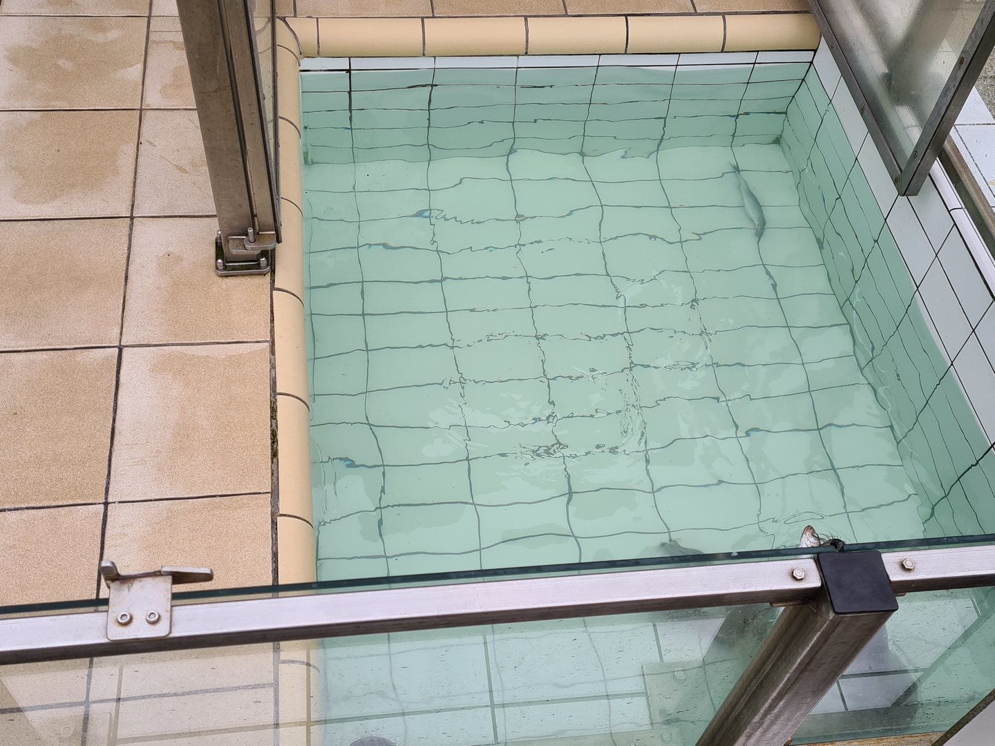 Seal rescue center - "Emily"