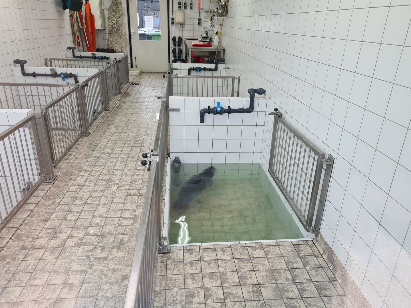 Seal rescue center - "Erik"