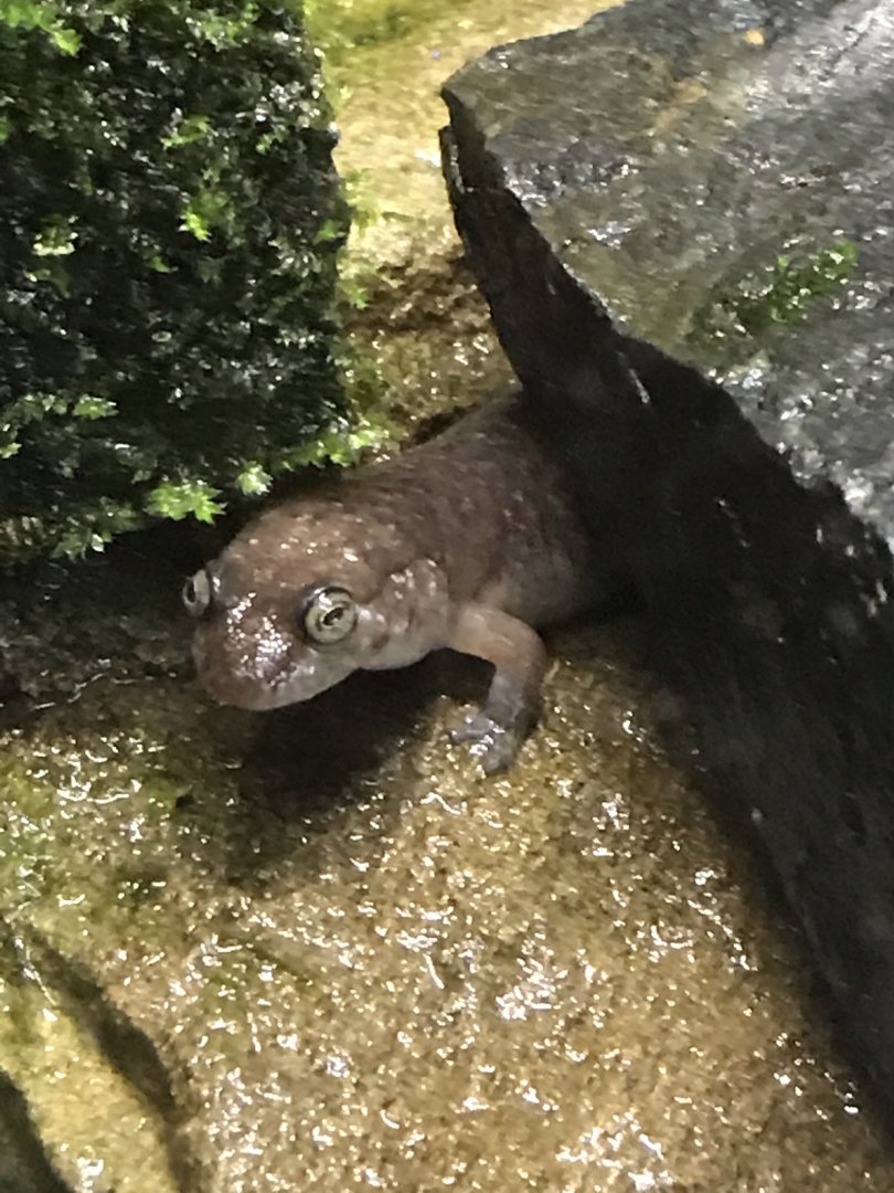 Seal salamander