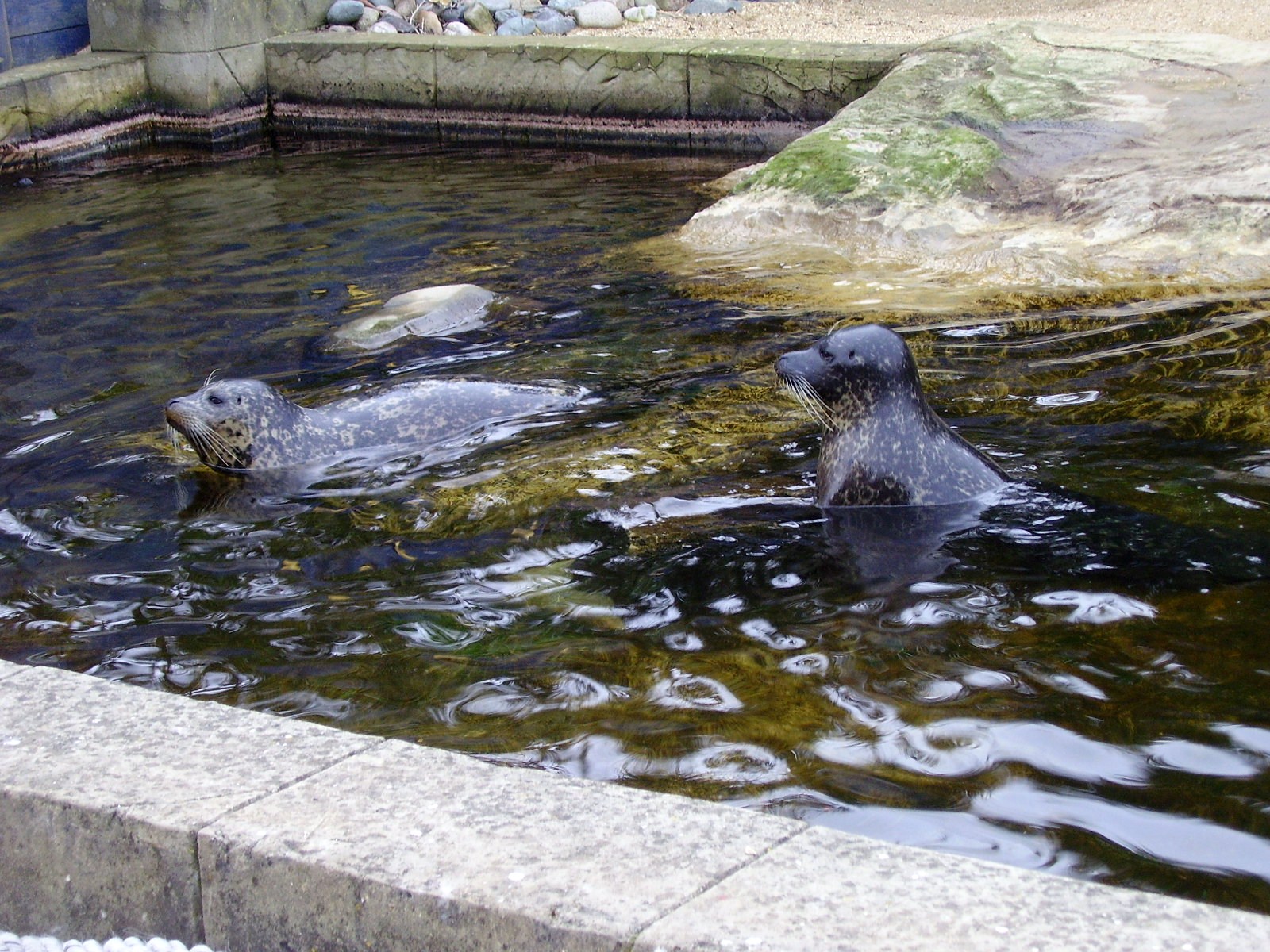 Seal Sanctuary