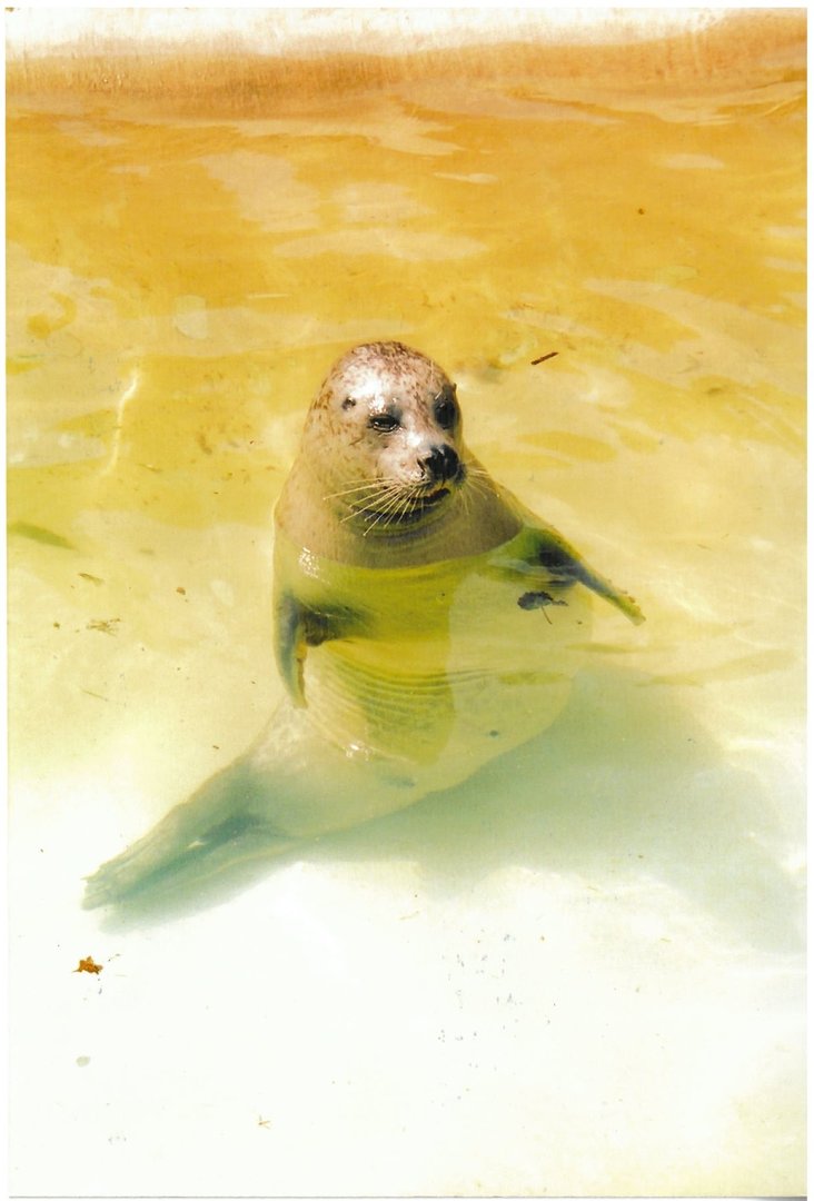 Seal - scanned photo 1990's
