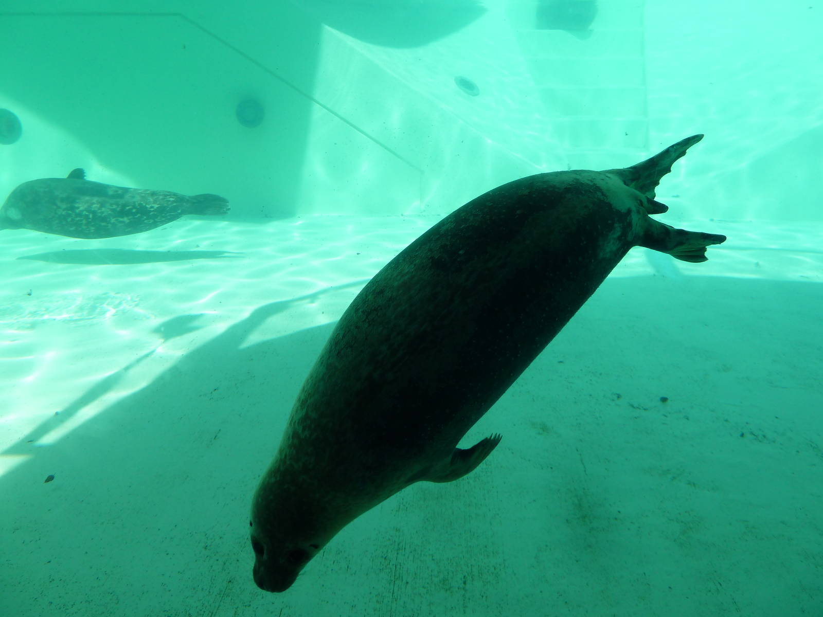 Seal/Sea Lion Exhibit - Harbour Seal
