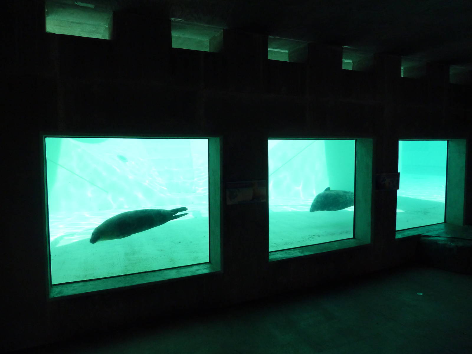 Seal/Sea Lion Exhibit