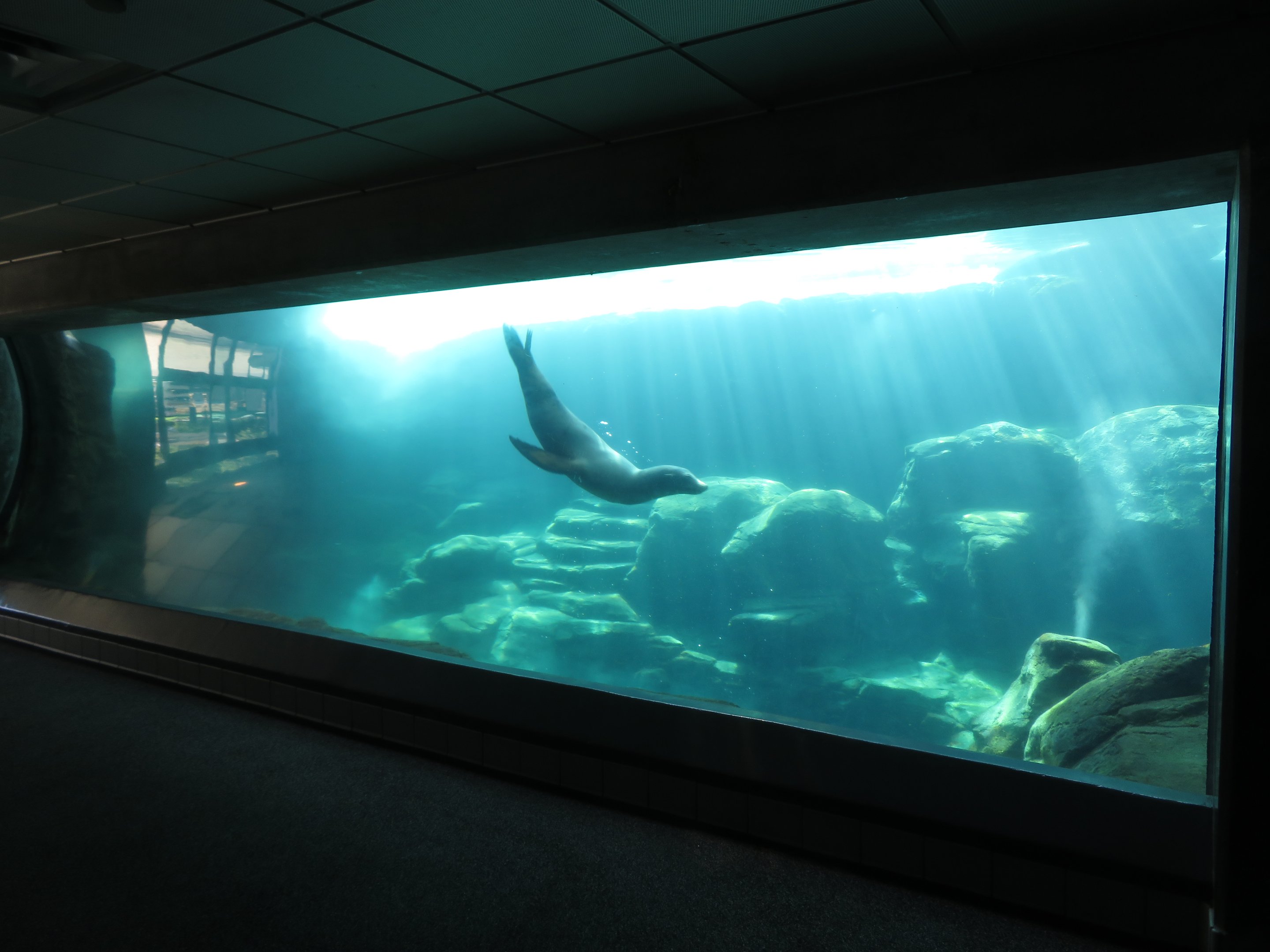 Seal/Sea Lion Underwater Tunnel