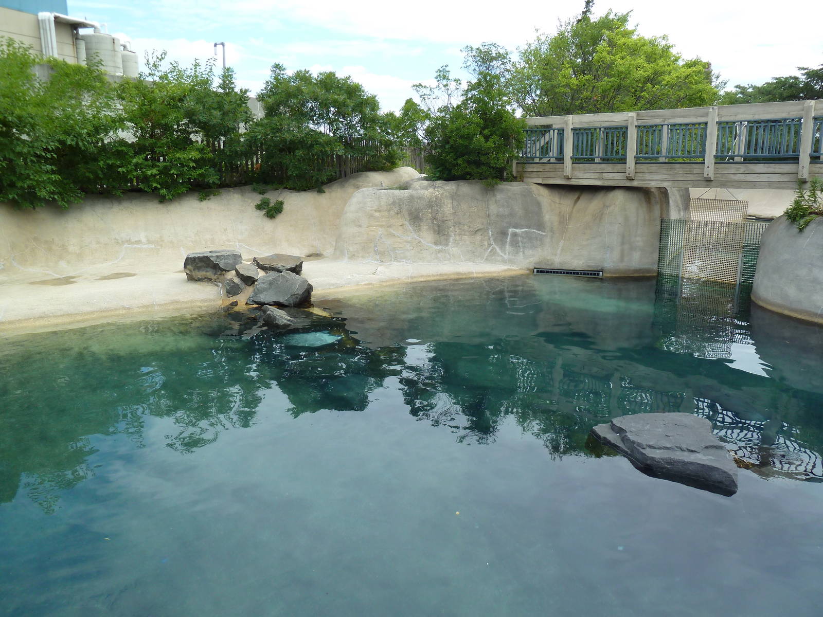Seal Shores - Harbour Seal Exhibit