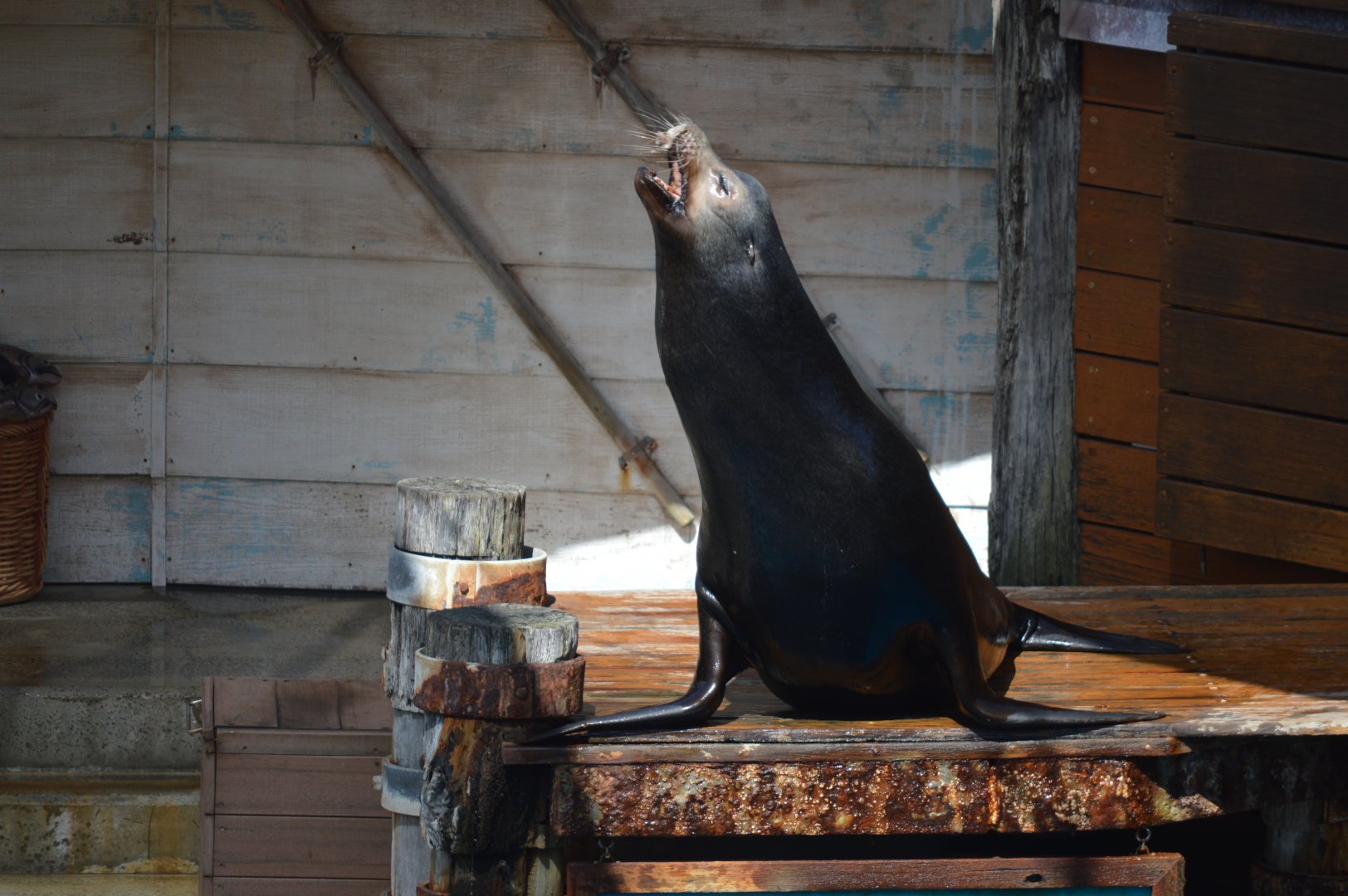 Seal Show, October 2024