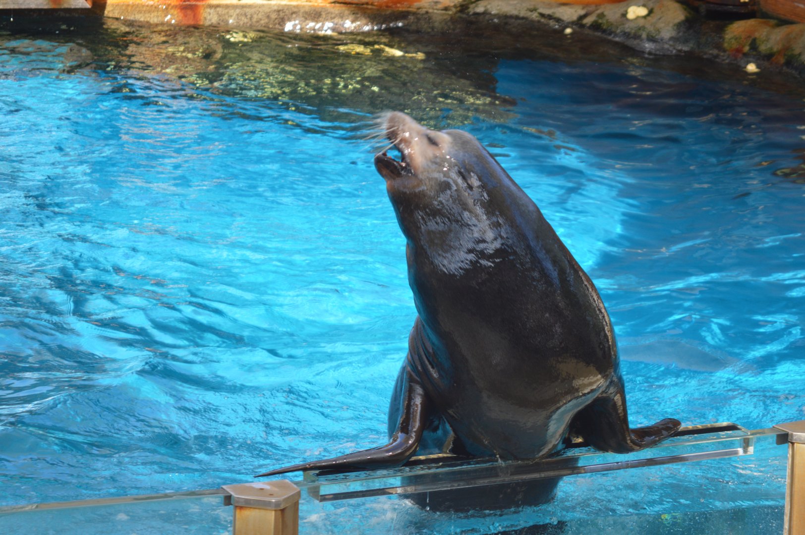 Seal Show, October 2024