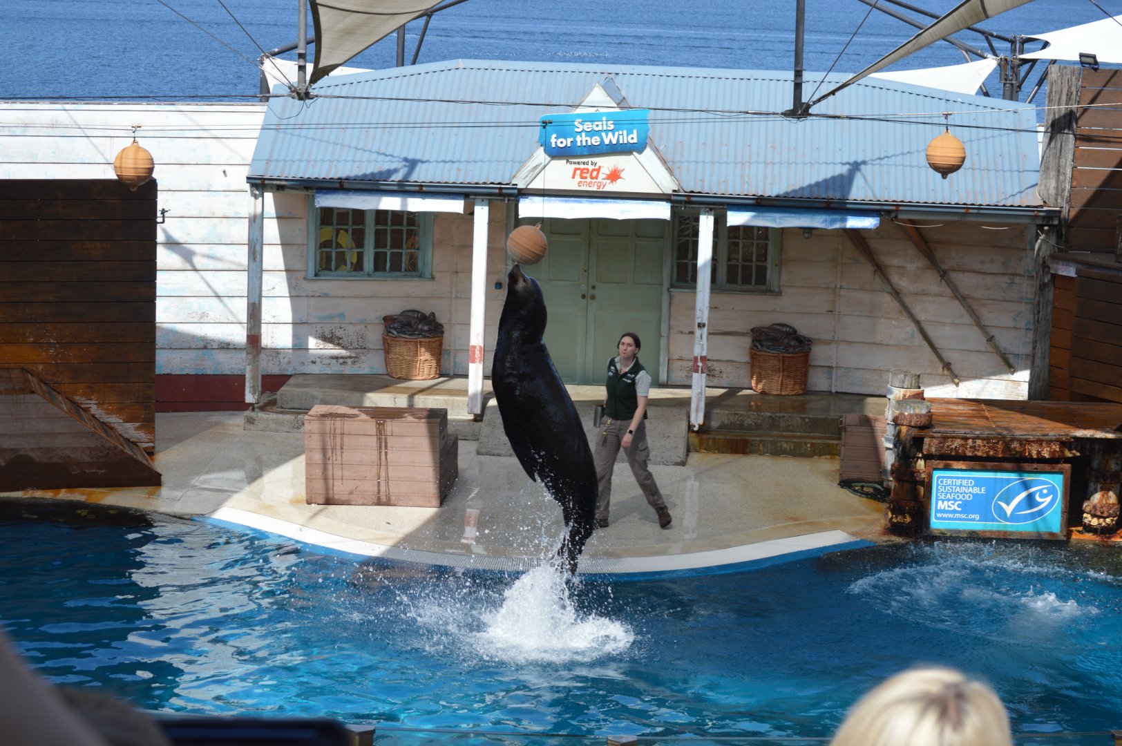 Seal Show, October 2024